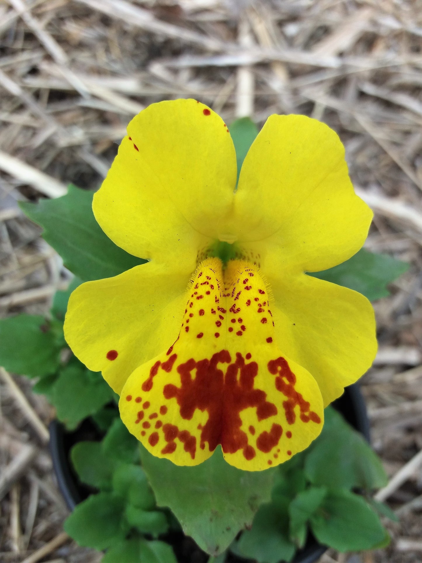 250 YELLOW MONKEY FLOWER Mimulus Grandiflorus Perennial Flower Seeds