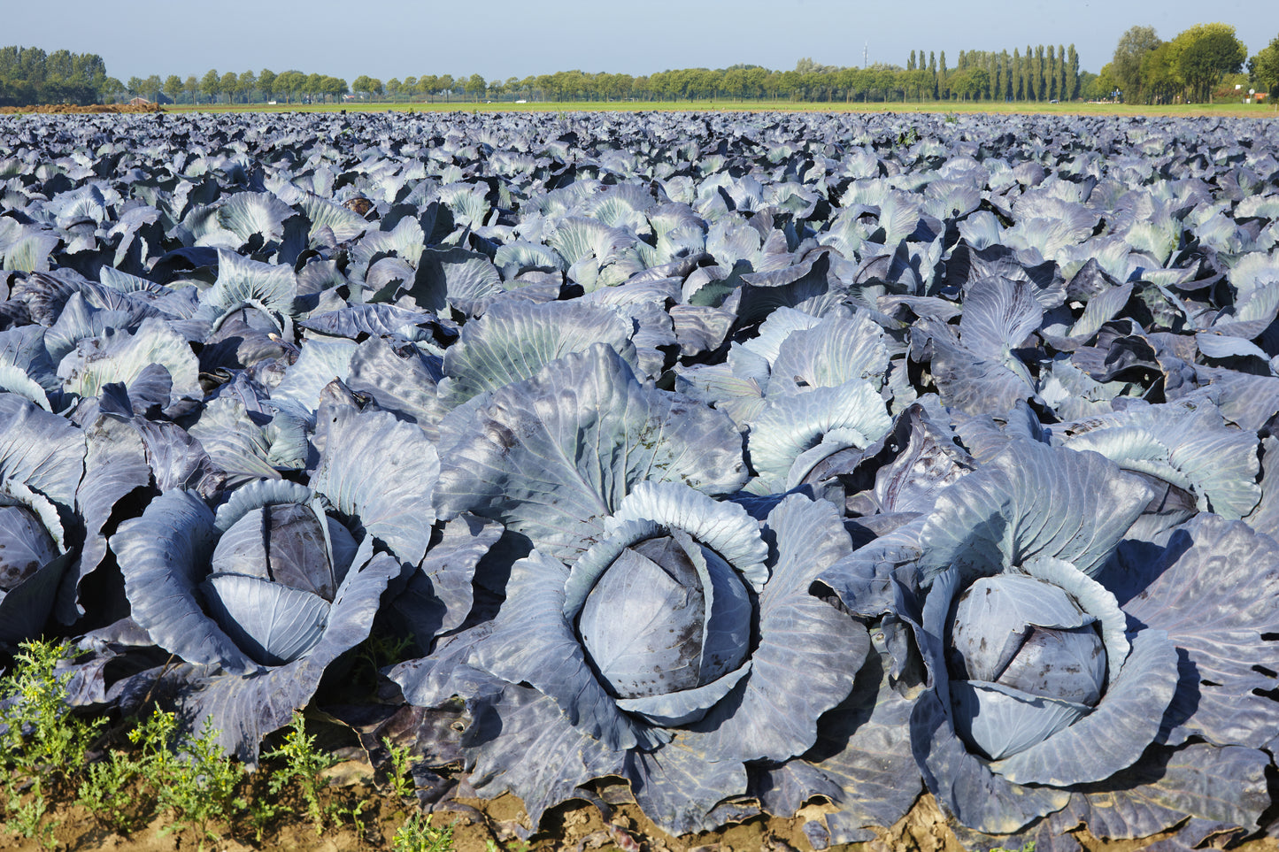 500 RED ACRE CABBAGE Brassica Oleracea Capitata Vegetable Seeds