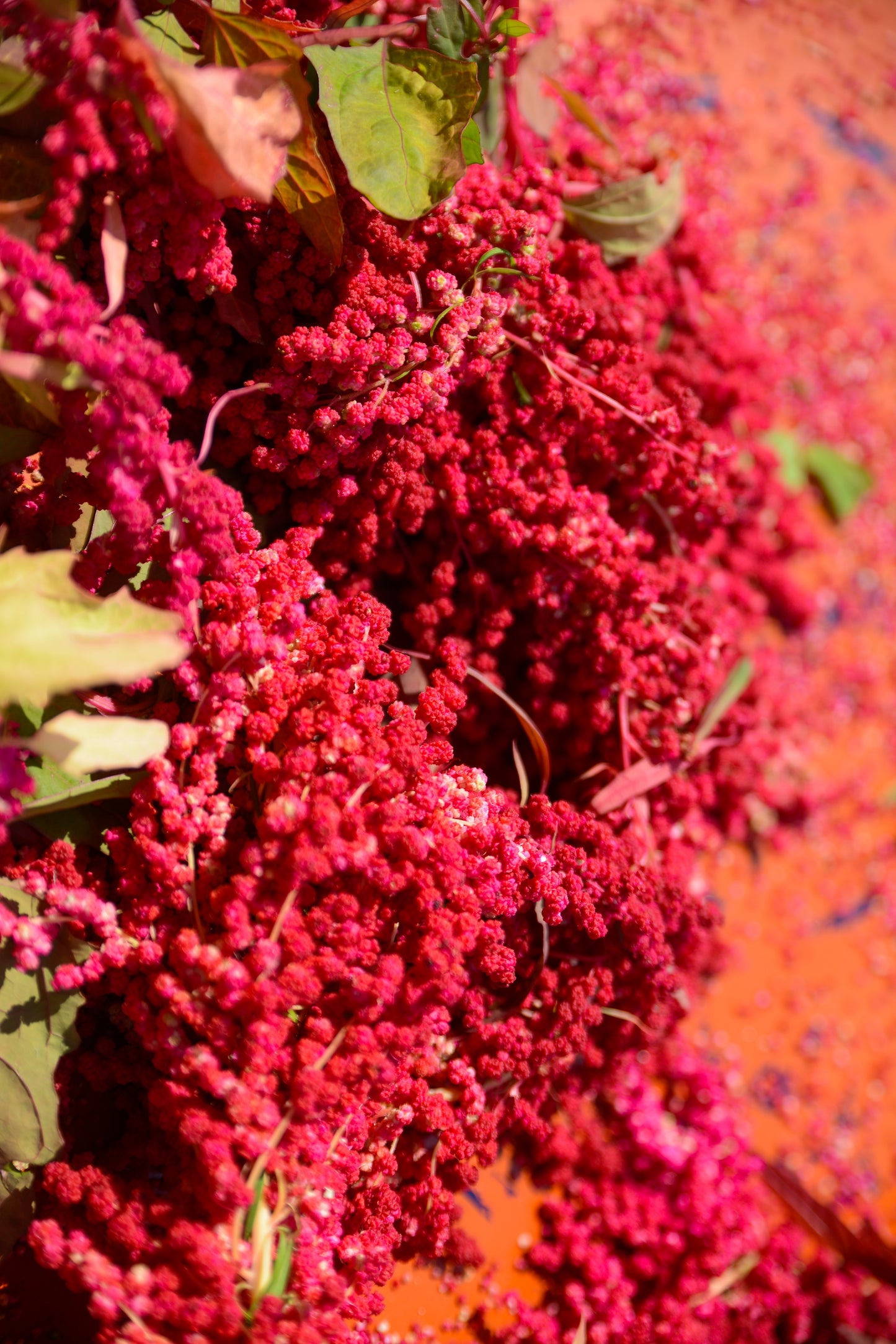 100 Organic RED HEAD QUINOA Grain Chenopodium Quinoa Pink & Red Heads - White Seeds