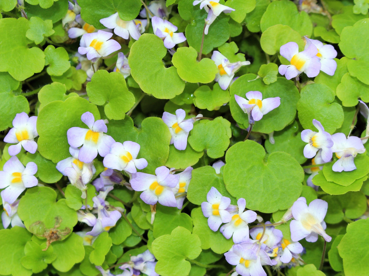 100 KENILWORTH IVY (Ivy-Leaved Toadflax) Cymbalaria Muralis Shade Vine Flower Seeds