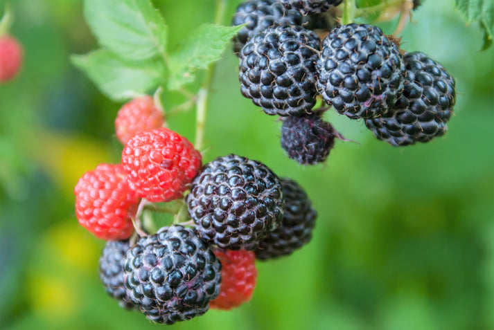 Usa Apple Raspberry 50 BLACK RASPBERRY Rubus Leucodermis Fruit Bush Vine Seeds – Seedville USA