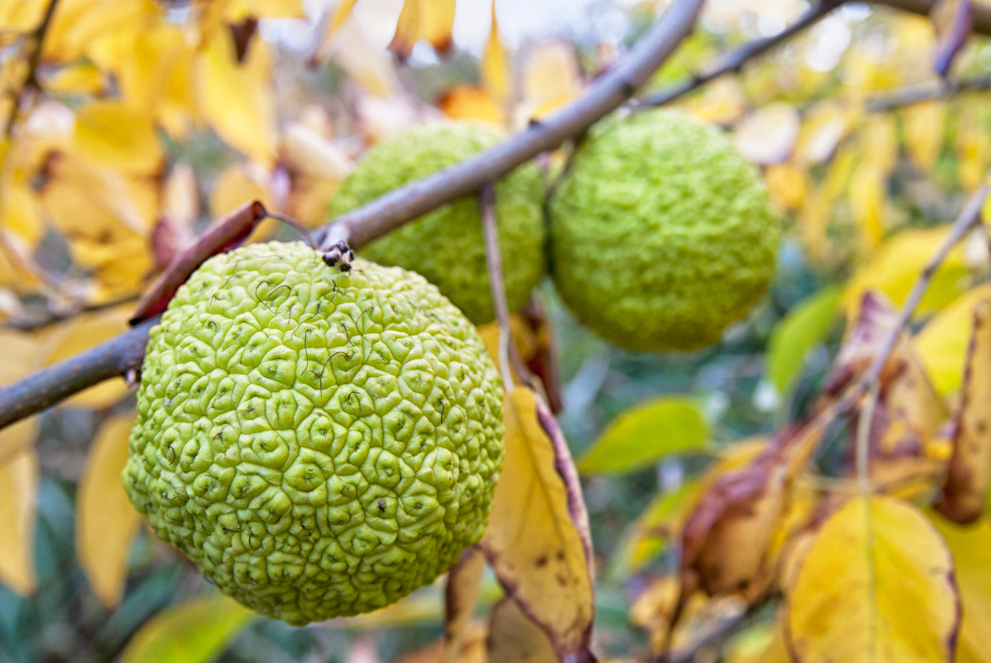 10 HEDGE APPLE Osage Orange Horse Apple Monkey Ball Maclura Pomifera Tree Seeds