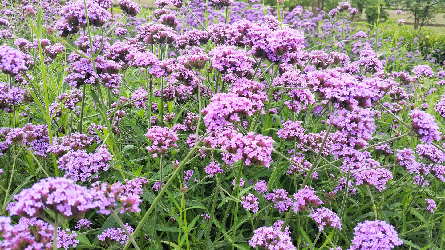 250 COMMON VERVAIN Verbena Officinalis European Herb Pink Purple Flower Seeds