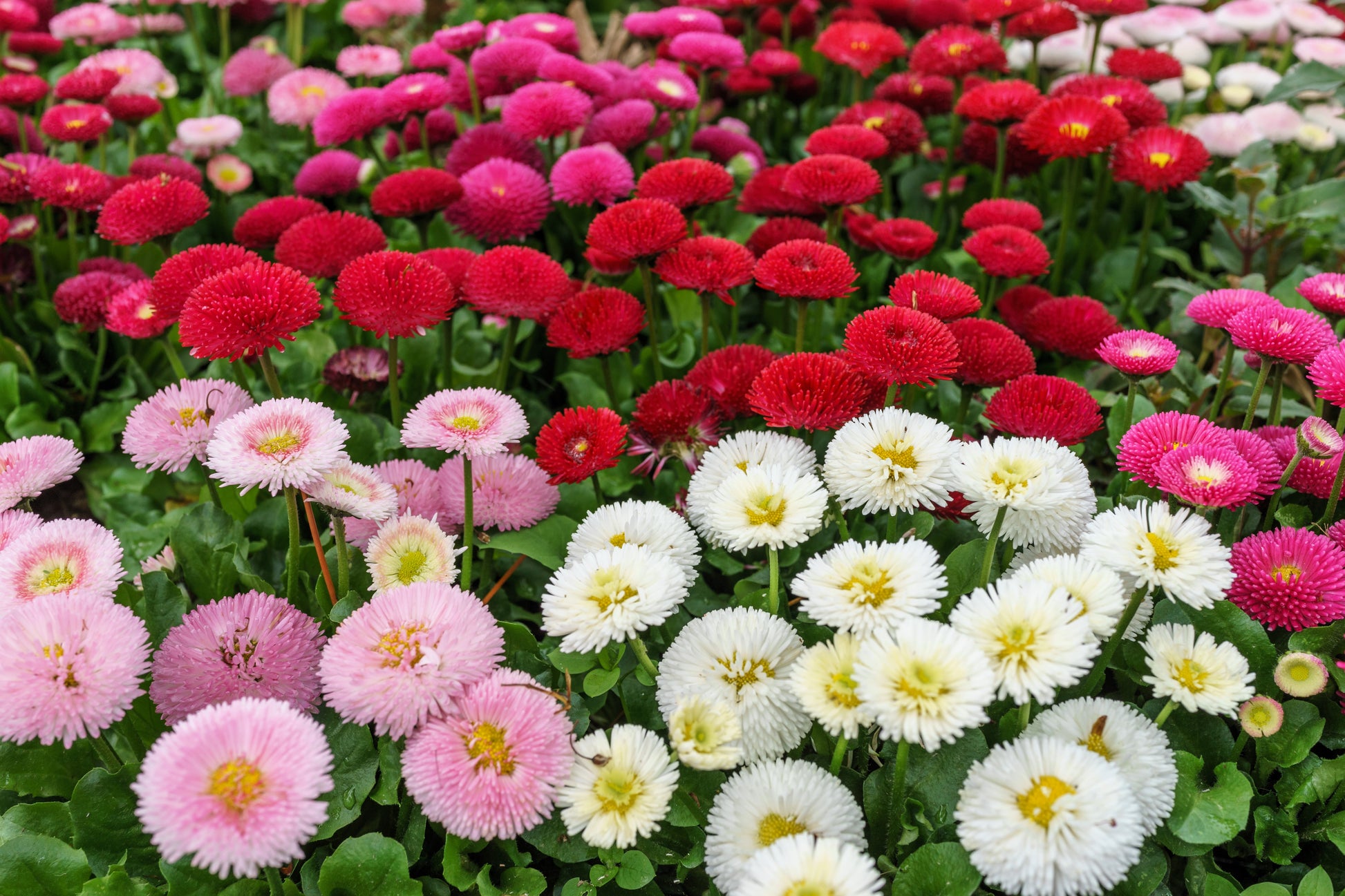 bellis flower seeds 100 MIXED Colors ENGLISH DAISY Bellis Perennis Flower Seeds – Seedville USA