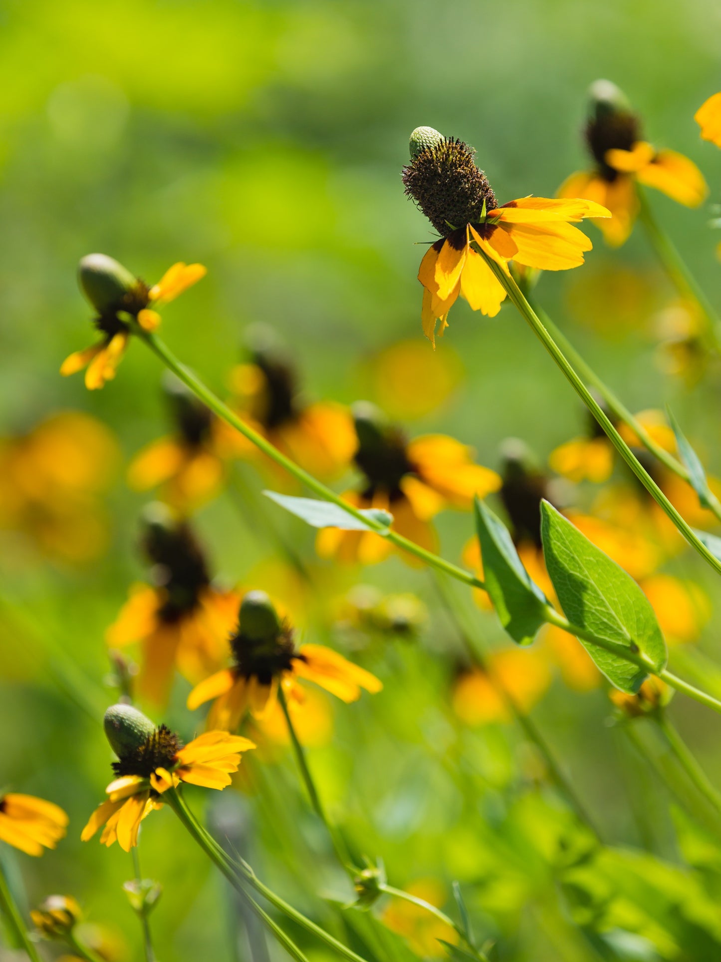 3000 CLASPING CONEFLOWER Rudbeckia Amplexicaulis Yellow Flower Seeds