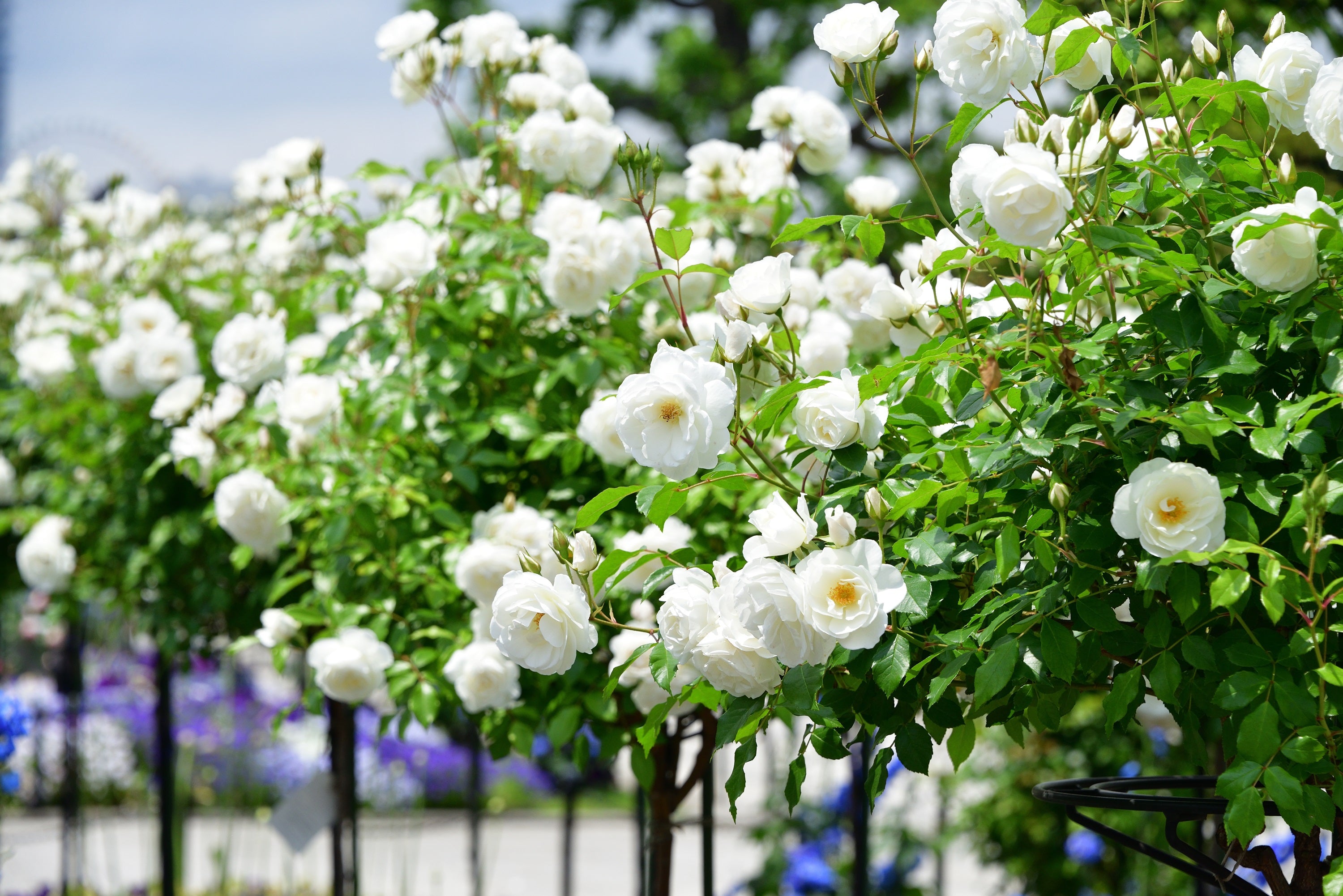 10 Climbing White Rose Seeds – Perennial Flower Bush – Easy Grow, Shade Tolerant – Toadstool Seeds
