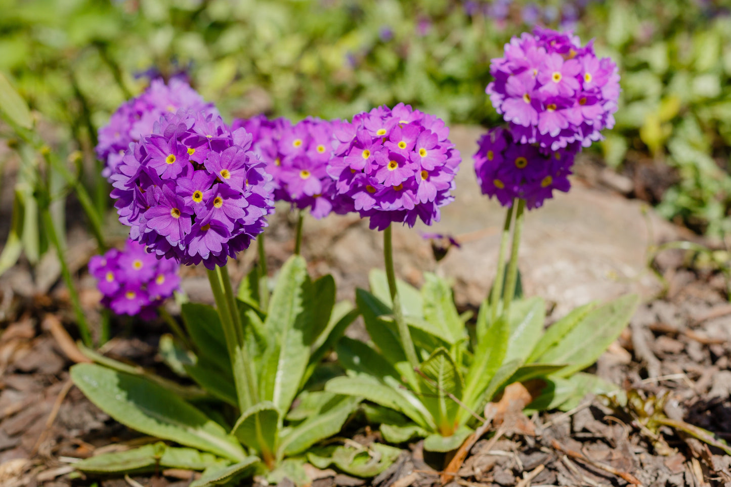 30 DRUMSTICK PRIMROSE MIX Primula Denticulata Mixed Colors Himalayan Moist Flower Seeds