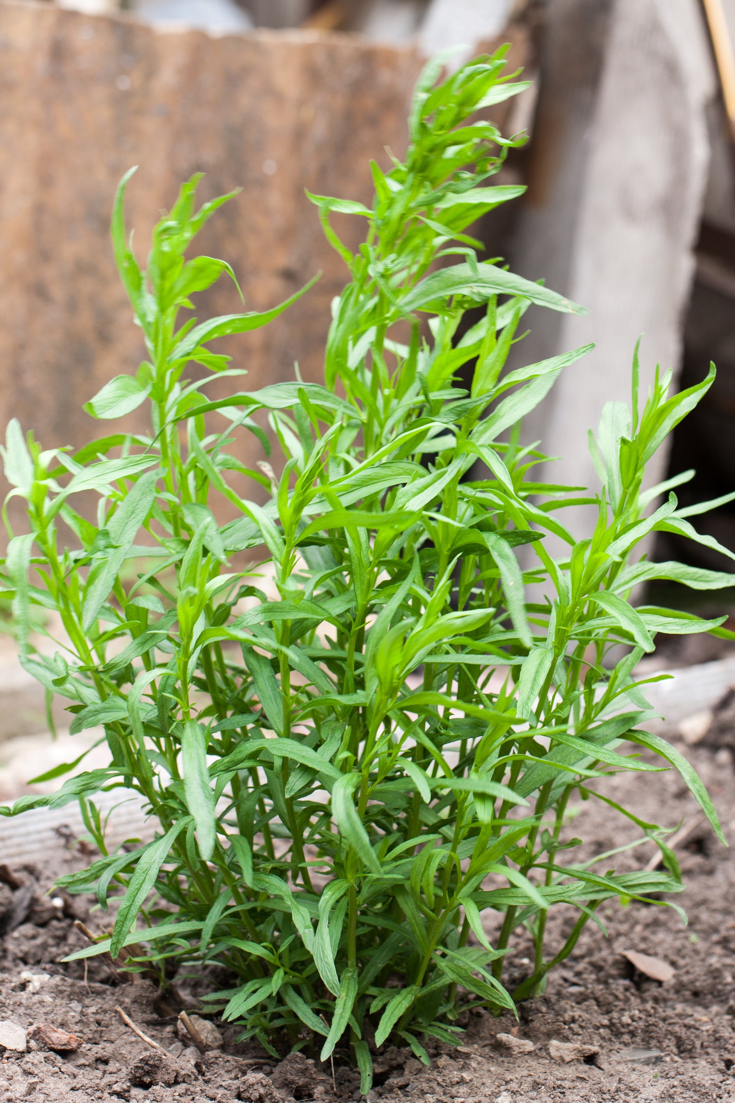 100 TARRAGON -  Kitchen / Common / Dragons Wort - Artemisia Dracunculus Flower Culinary Herb Seeds