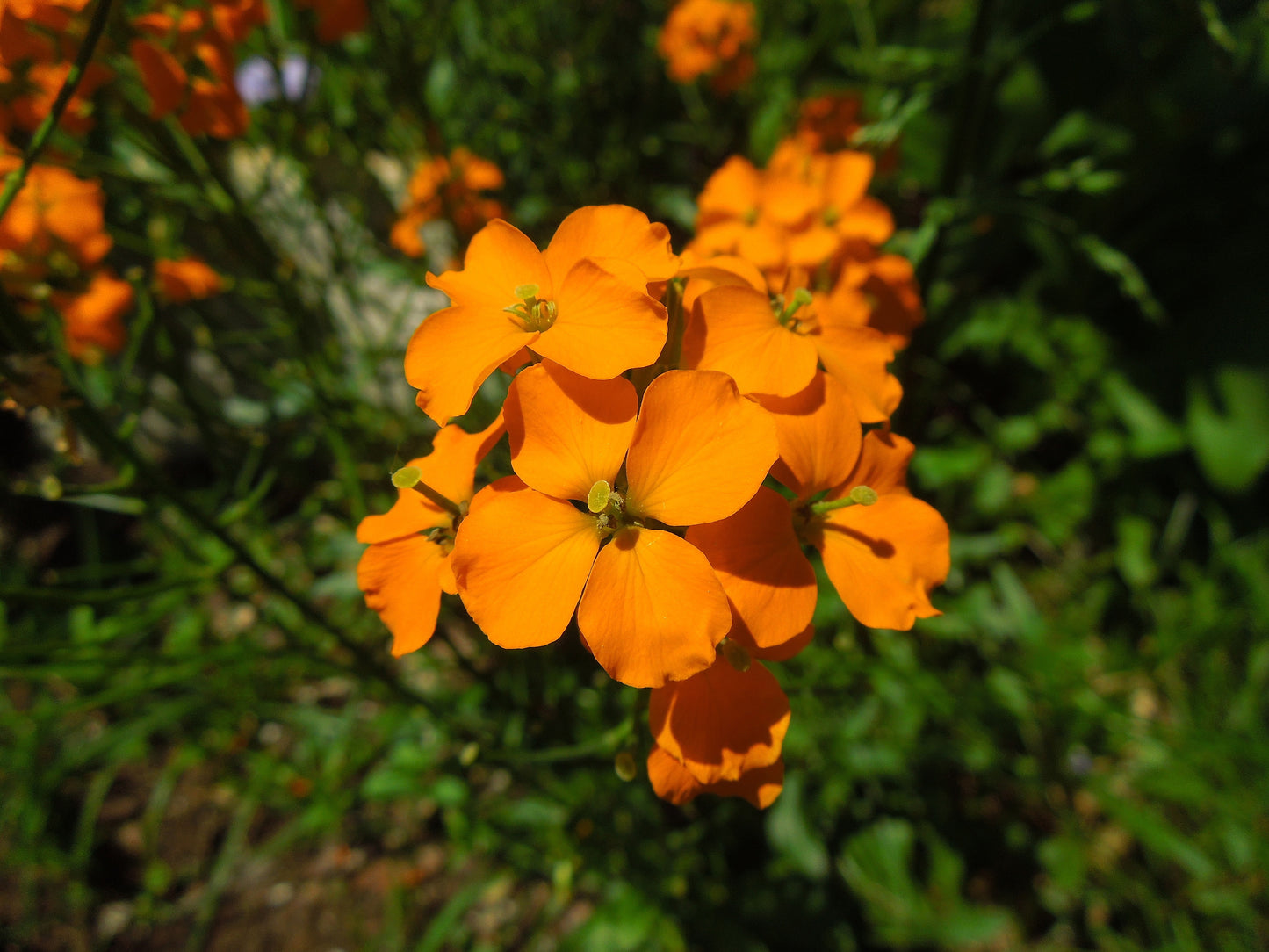 500 SIBERIAN WALLFLOWER Erysimum Cheiranthus Allionii Orange Flower Seeds