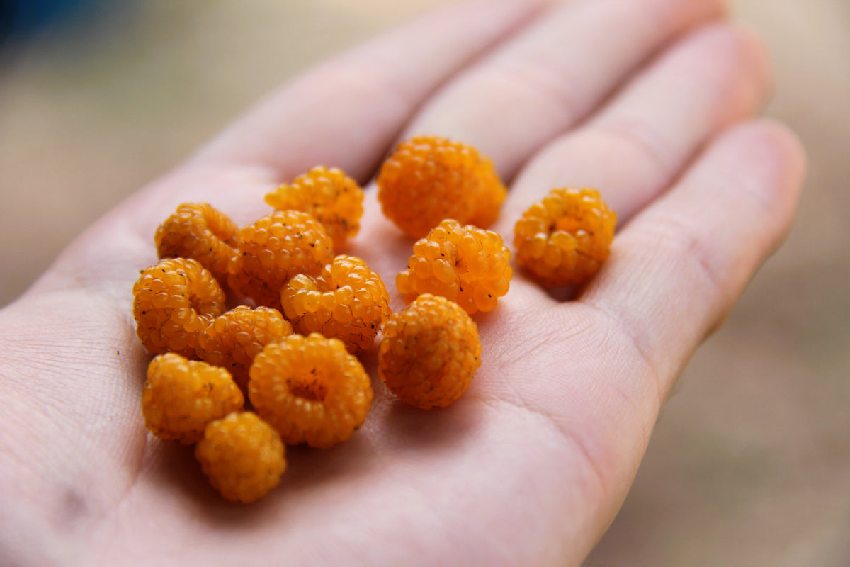 20 SALMONBERRY RUSSIAN RASPBERRY Rubus Spectabilis Fruit Seeds Purple ...