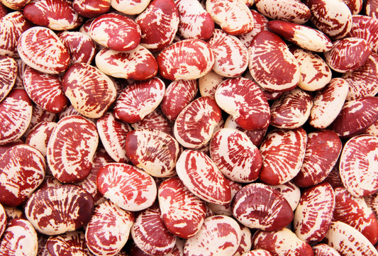 15 CHRISTMAS LIMA BEAN Calico Chestnut Phaseolus Lunatus Legume Vegetable Seeds