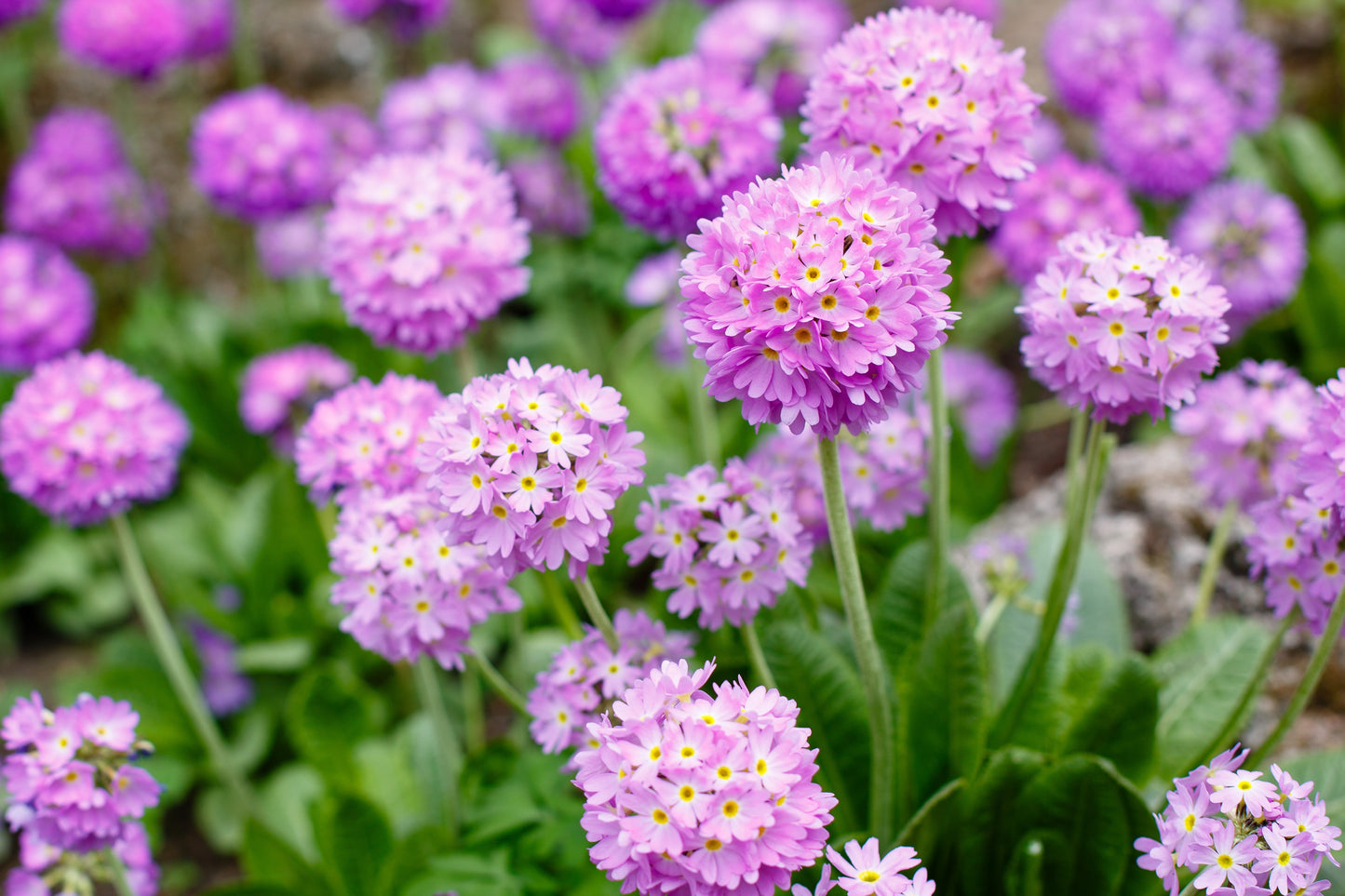 30 DRUMSTICK PRIMROSE MIX Primula Denticulata Mixed Colors Himalayan Moist Flower Seeds