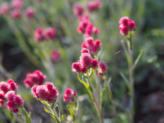 20 RED PUSSYTOES Antennaria Dioica Rubra Everlasting Flower Seeds