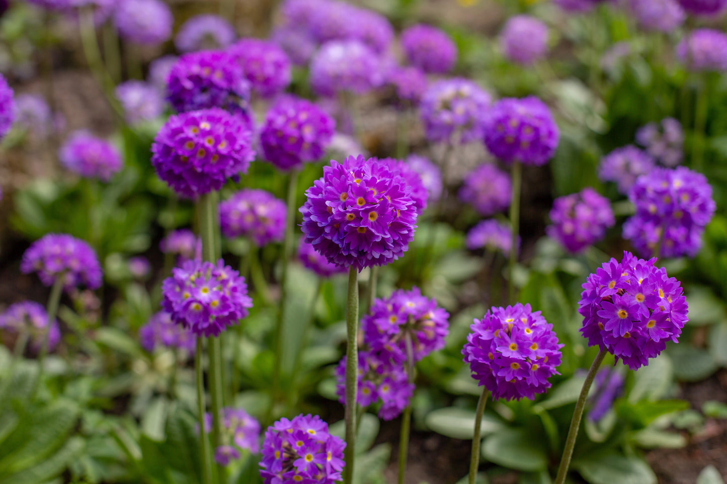 30 DRUMSTICK PRIMROSE MIX Primula Denticulata Mixed Colors Himalayan Moist Flower Seeds