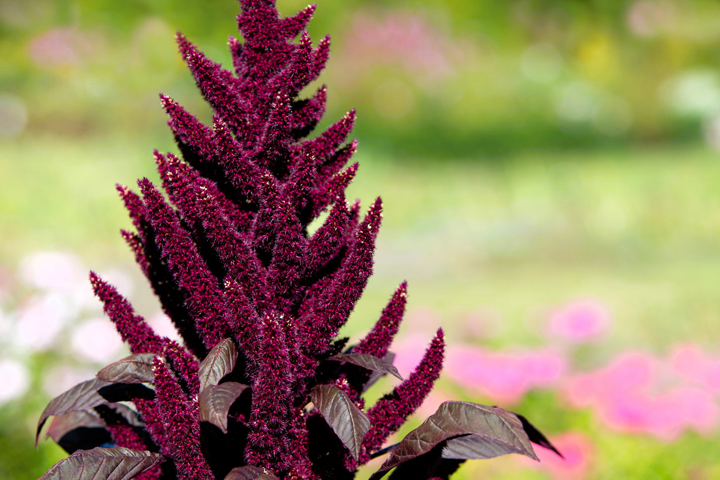 250 PRINCES FEATHER AMARANTHUS Cruentus Oeschberg Purple Red Flower Herb Seeds