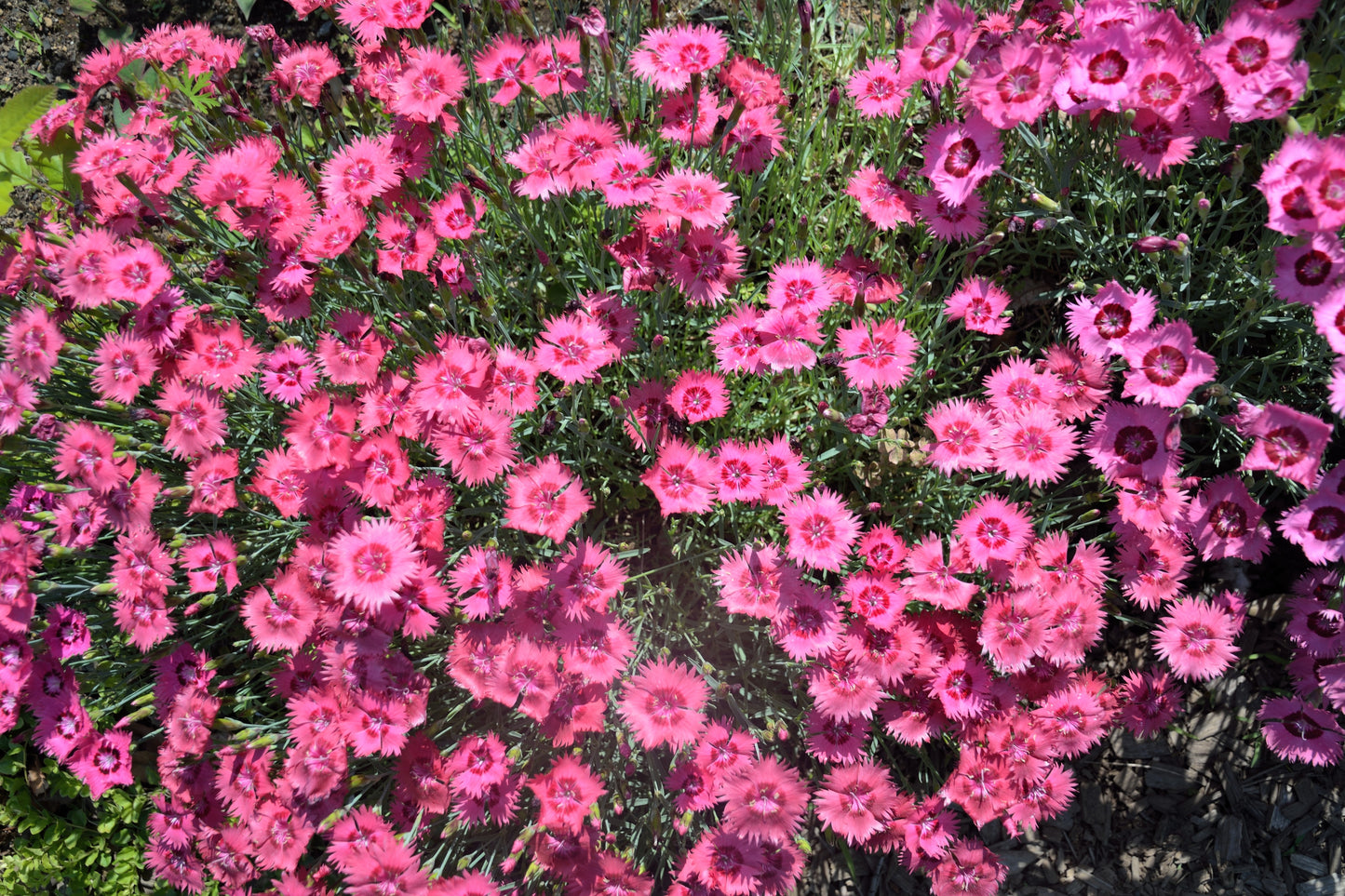 200 COTTAGE PINKS Mixed Colors (Garden, Laced, Feathered Pink) Dianthus Plumarius Flower Seeds