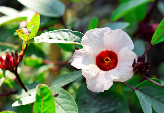 50 ROSELLE HIBISCUS Sabdariffa Rosella Fruit White & Red Flower Seeds