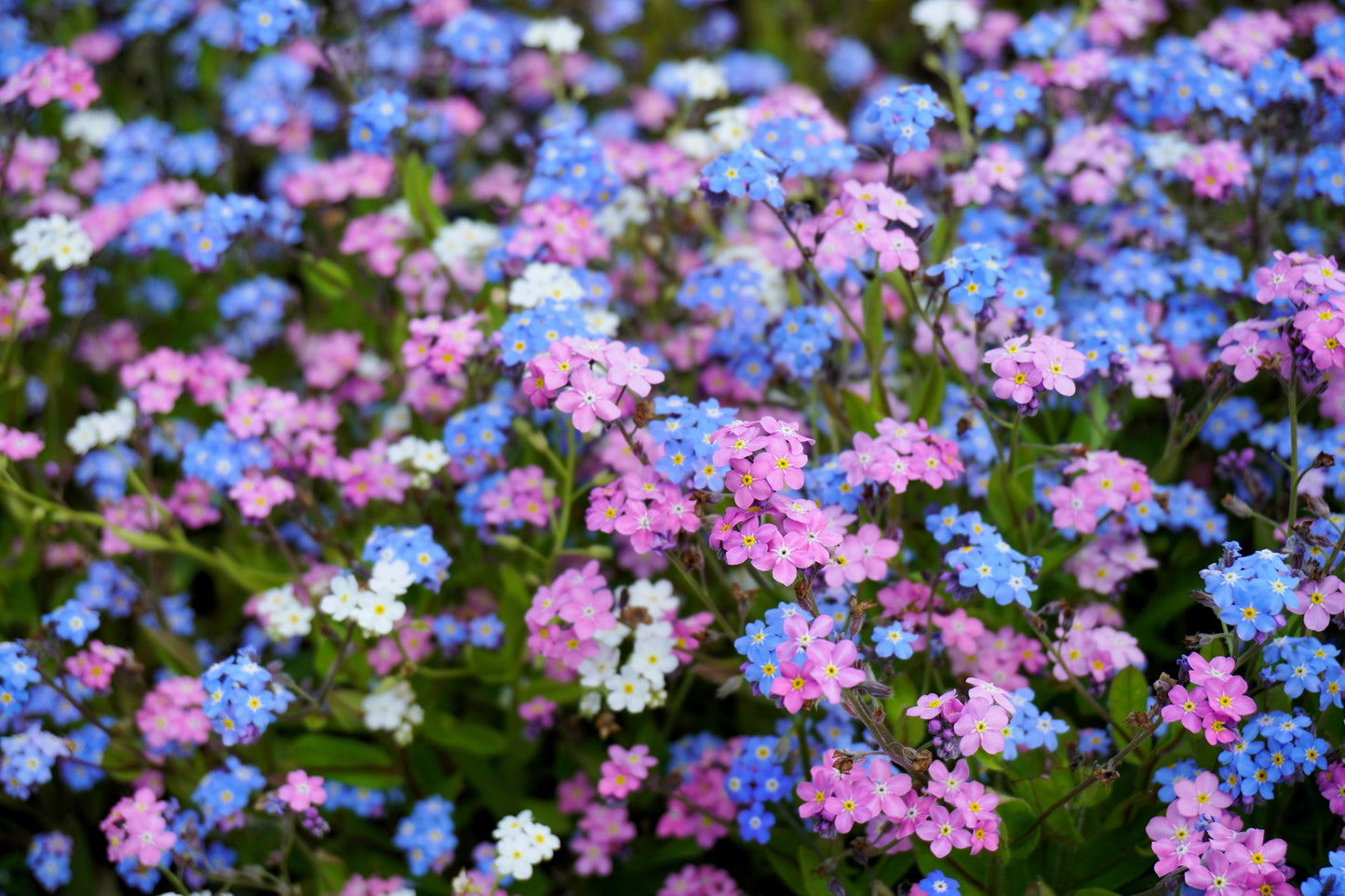 100 Mixed FORGET ME NOT Pink Blue White Mix Myosotis Alpestris Flower Seeds *Flat Shipping