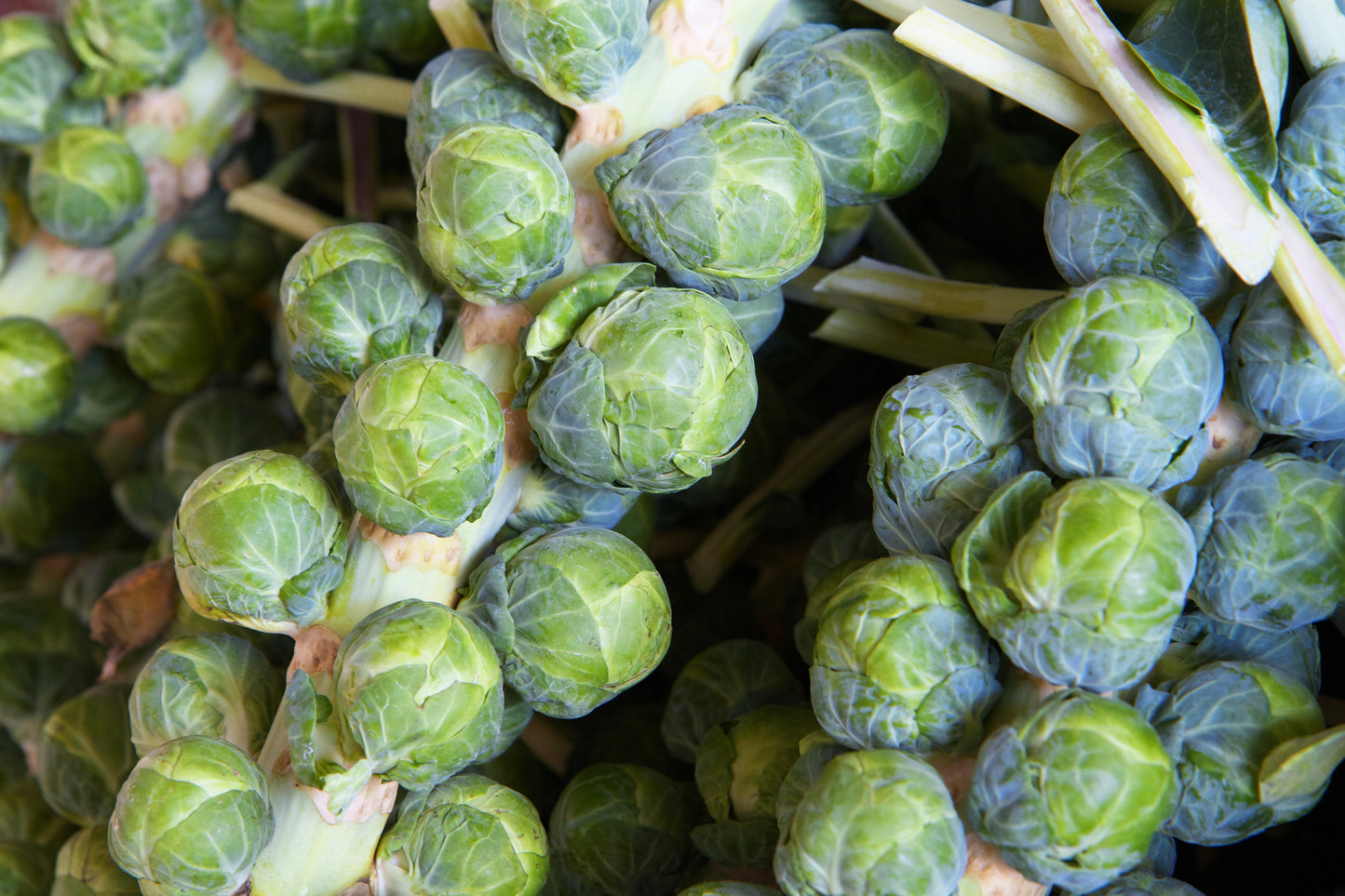 1000 Long Island IMPROVED BRUSSEL SPROUTS Brassica Oleracea Gemmifera Vegetable Seeds