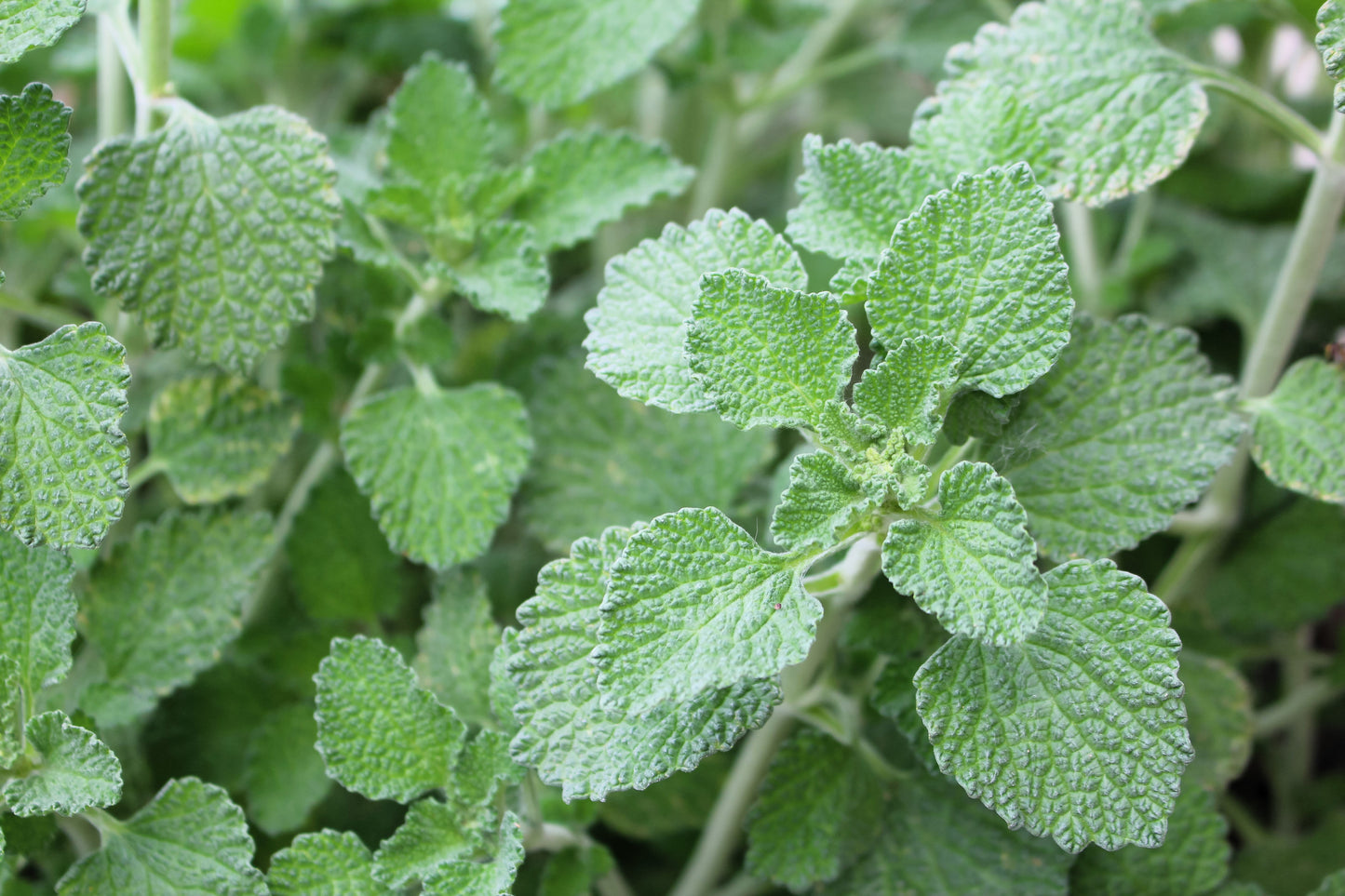 100 White HOREHOUND Marrubium Vulgare Herb Flower Seeds