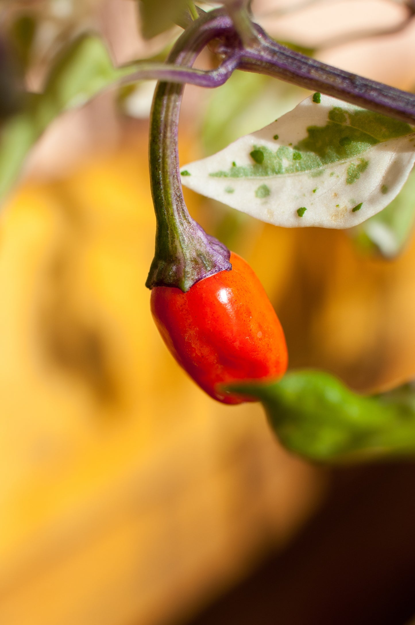 50 Variegated PURPLE TIGER PEPPER Trifetti Tricolor Capsicum Annuum Medium Hot Vegetable Seeds