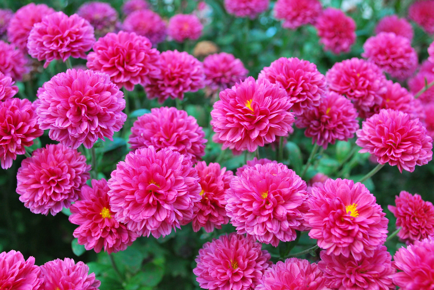 50 Mixed Colors INDIAN CHRYSANTHEMUM Indicum Hardy Mum Double Red Yellow Pink Orange Purple Bicolor Flower Seeds