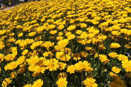 250 YELLOW DAISY Chrysanthemum Multicaule Mini Marguerite Flower Seeds