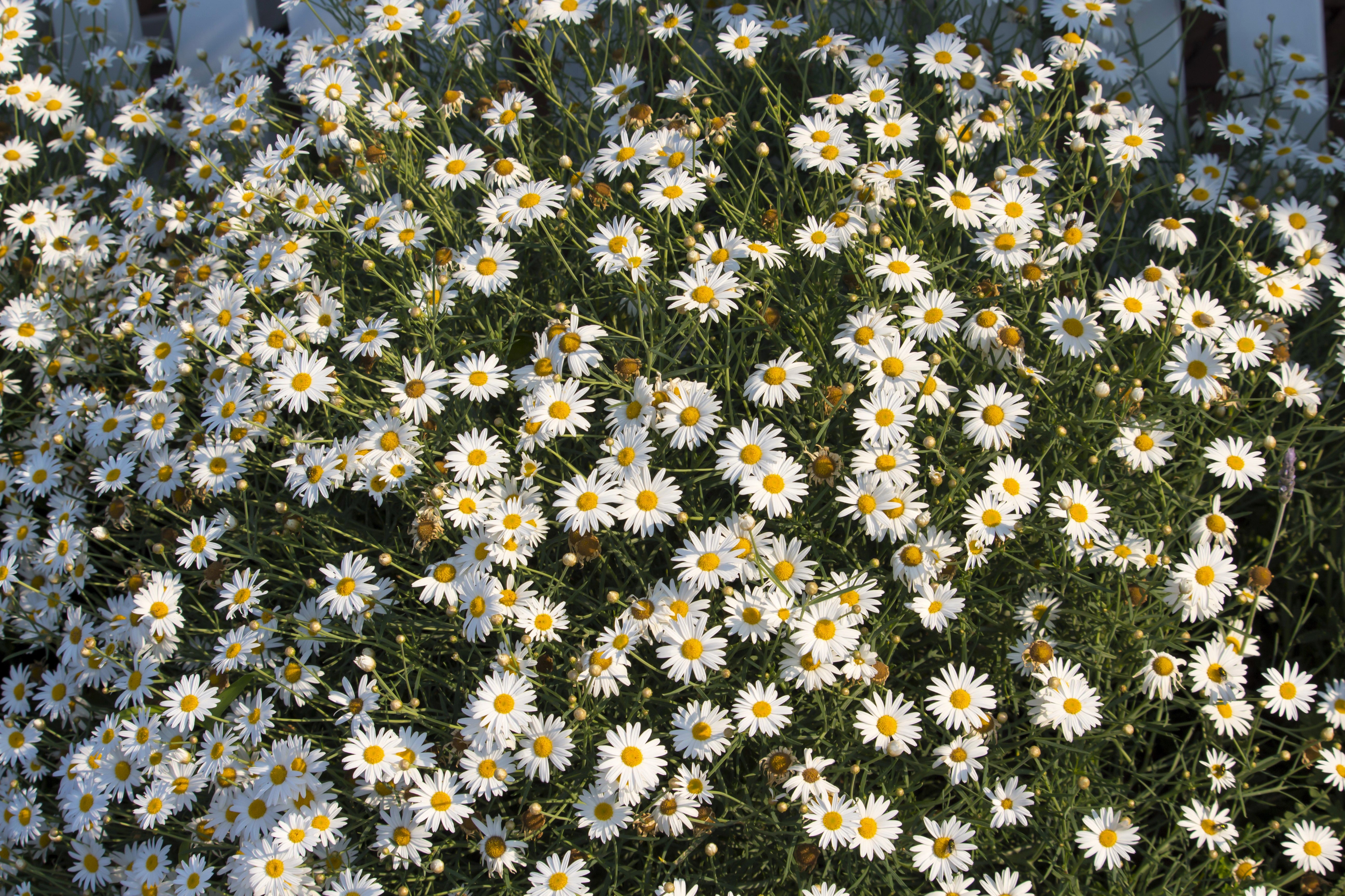 White Swan River Daisy