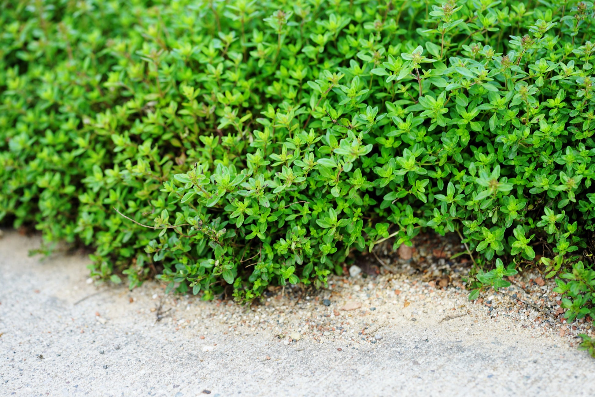 walk on me plant seeds 100 Walk On Me CREEPING THYME Thymus Serpyllum Herb Flower Seeds