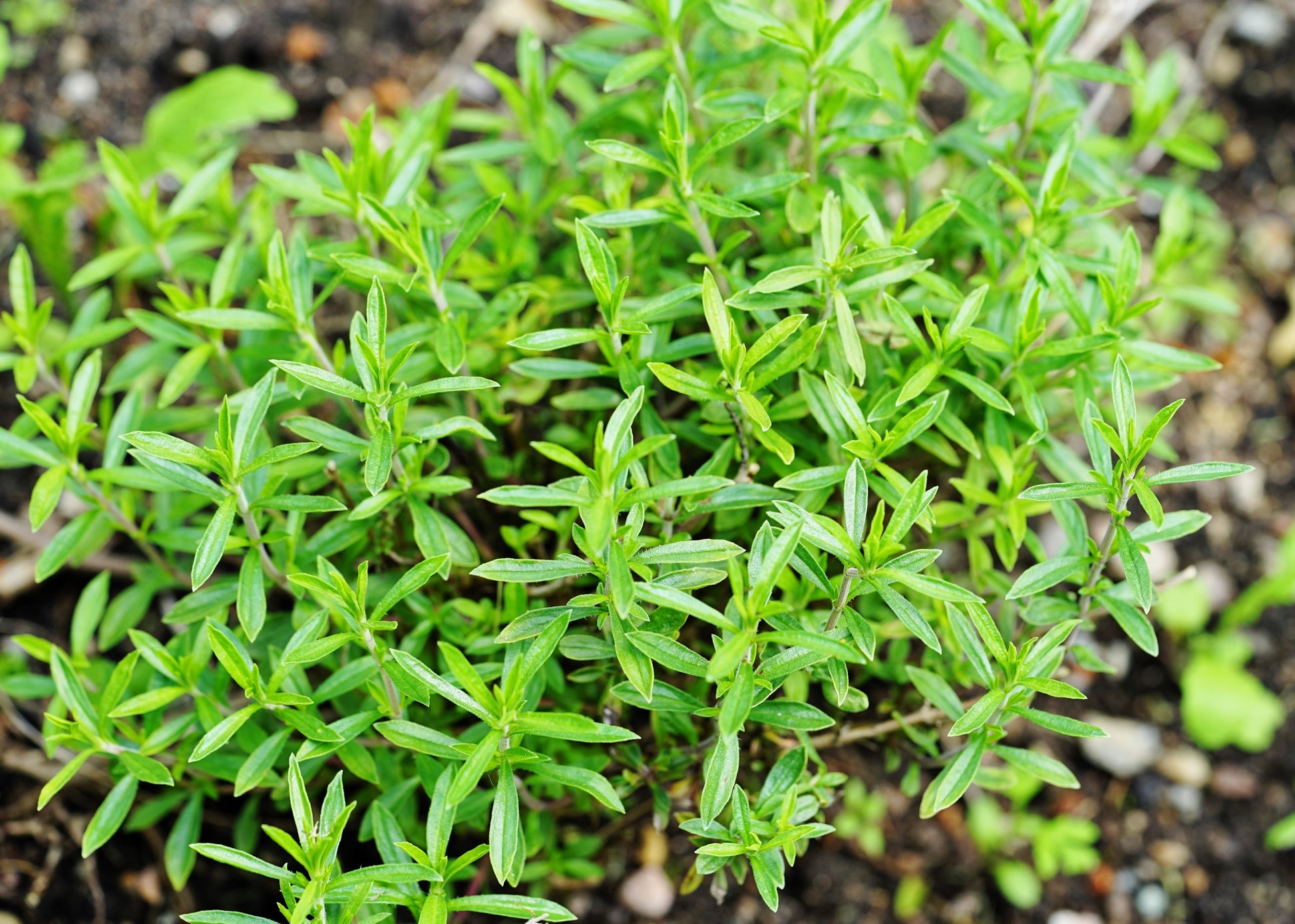 succulents native to montana 150 Creeping WINTER SAVORY Satureja Montana Herb Pink Flower Seeds – Seedville USA