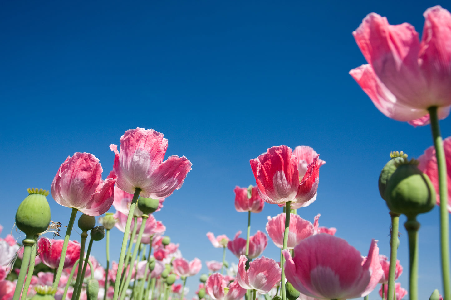 1000 PINK & WHITE POPPY Papaver Somniferum Flower Seeds