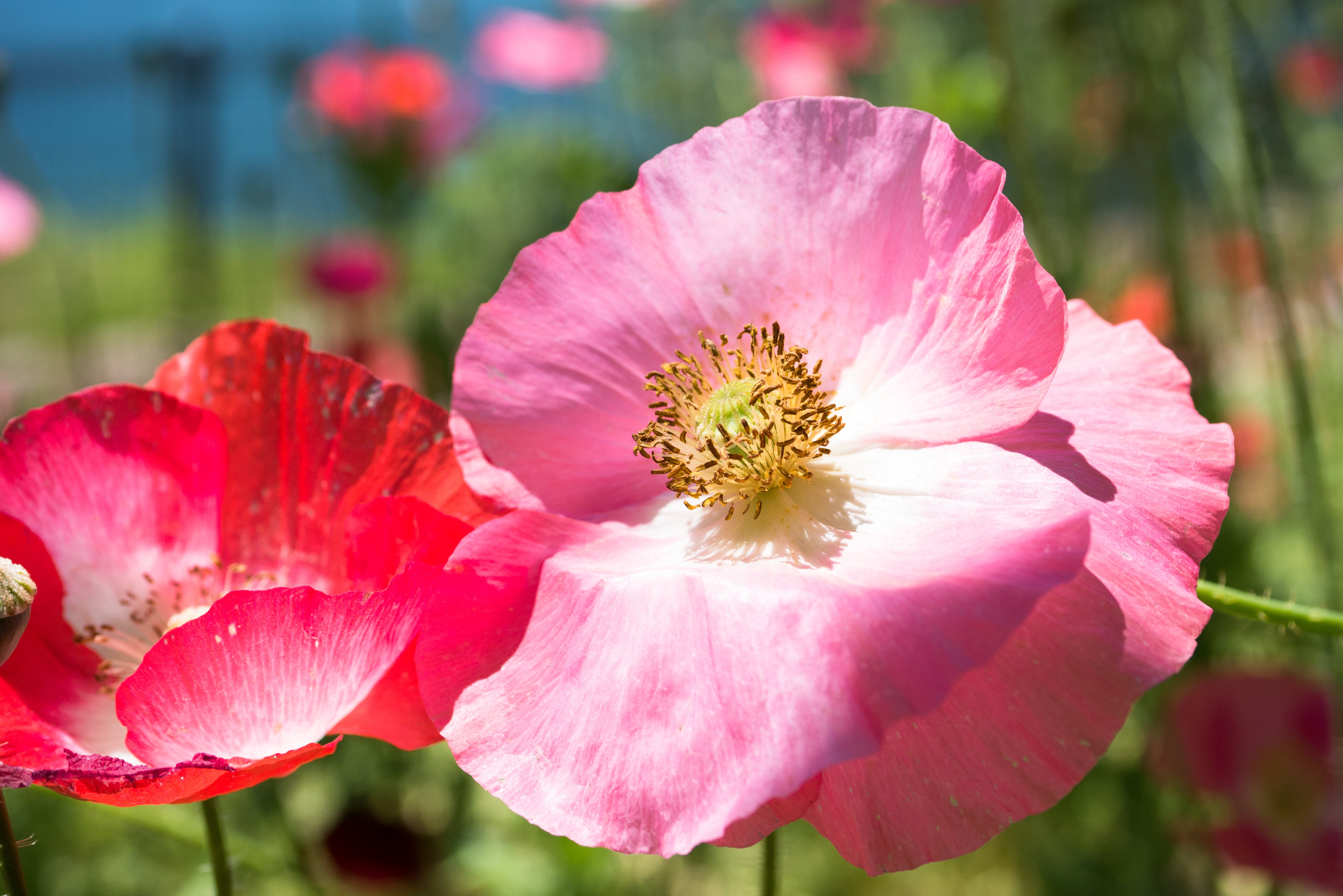 2000 MIXED Colors SHIRLEY POPPY ( aka Corn / Field / Flanders