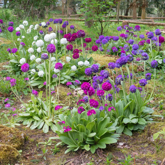 30 DRUMSTICK PRIMROSE MIX Primula Denticulata Mixed Colors Himalayan Moist Flower Seeds