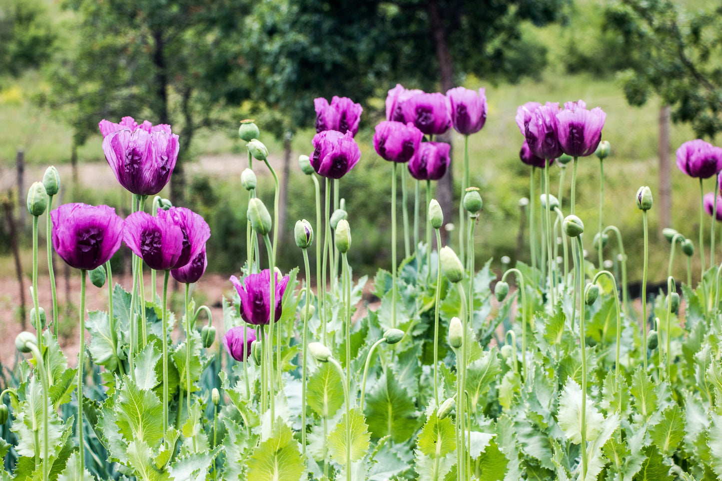 1000 HUNGARIAN BREADSEED POPPY Papaver Somniferum Purple Blue Flower Seeds