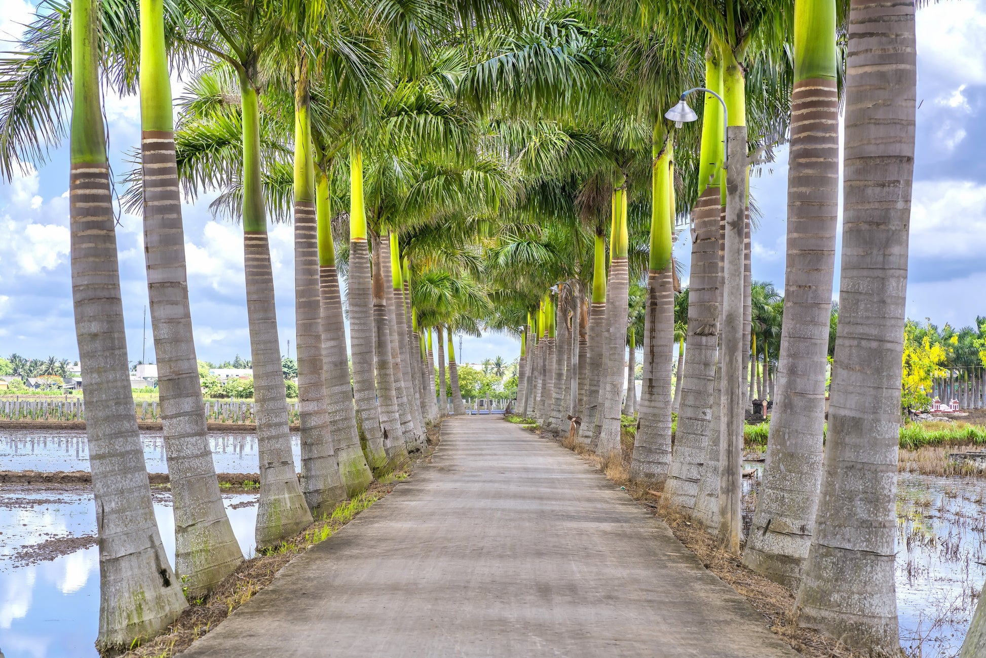 Roystonea regia 'Florida' – Florida Royal Palm – Buy seeds at