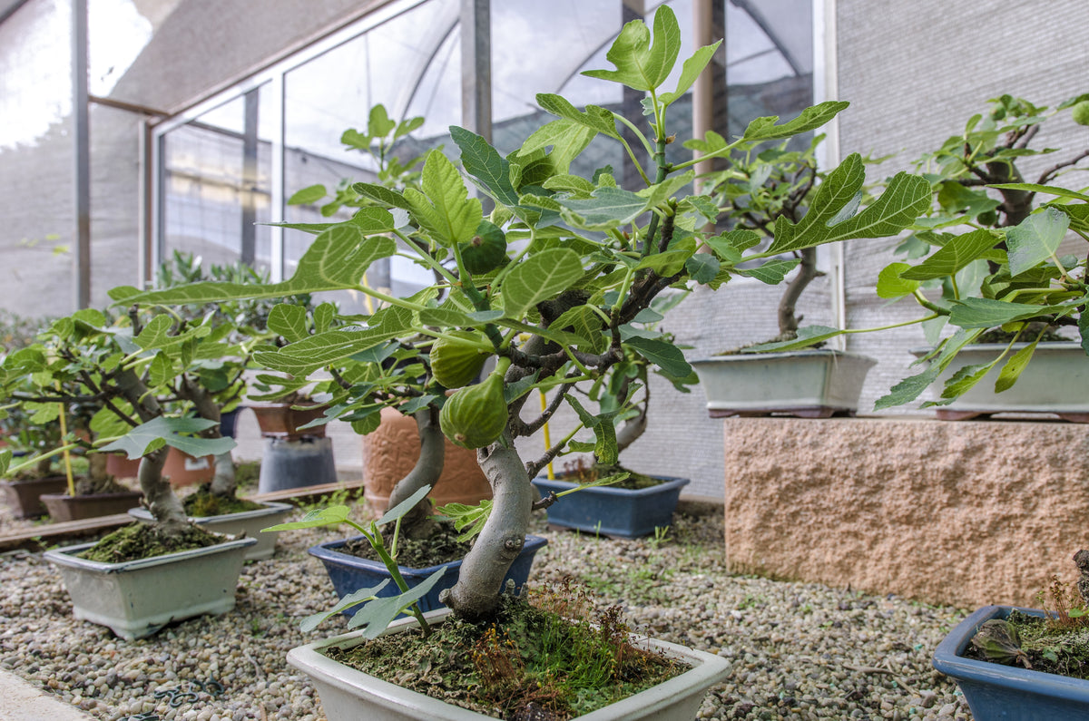 30 COMMON Edible FIG TREE Ficus Carica Purple Brown Skin Pink Flesh Fr ...