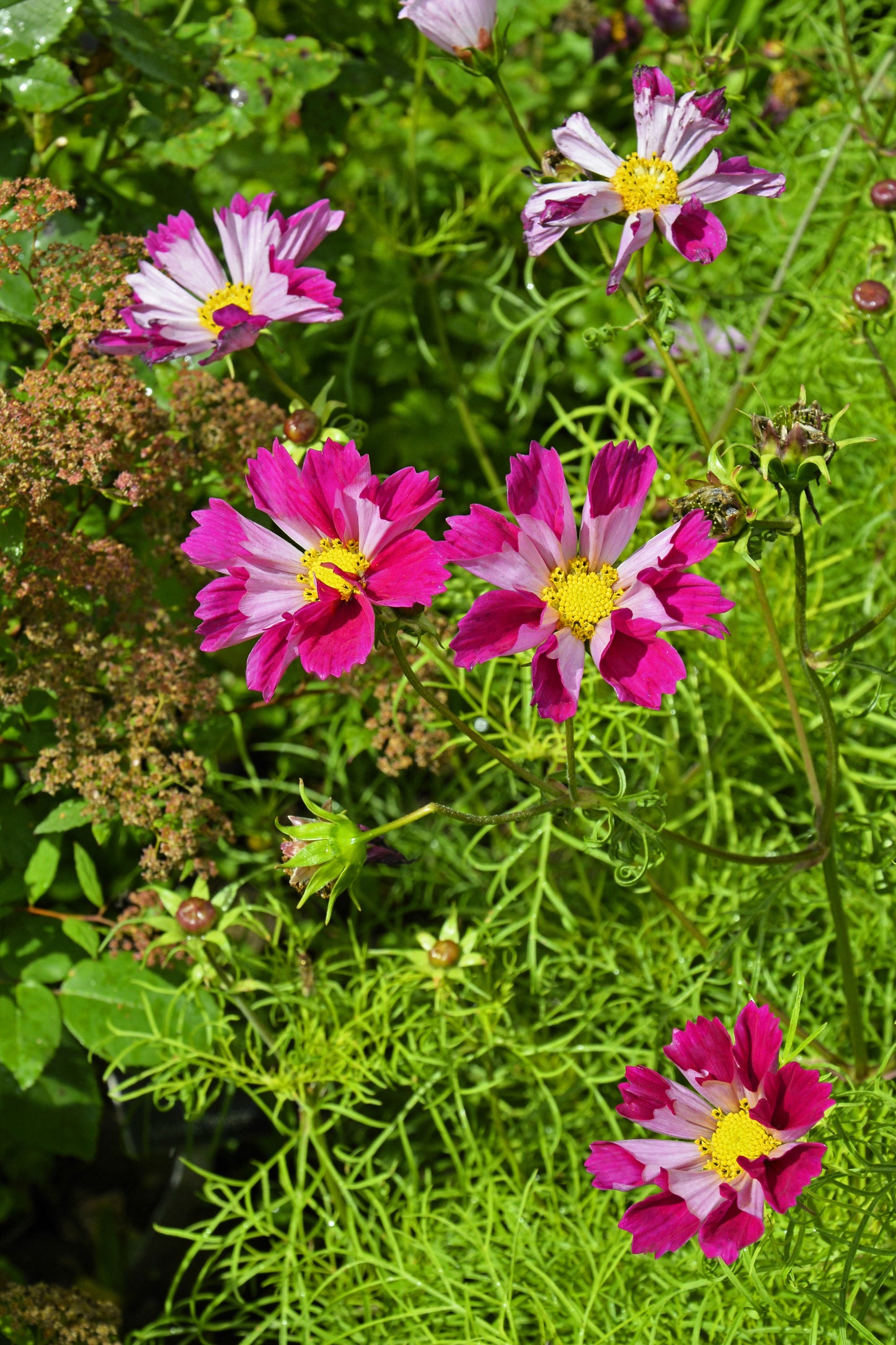 200 COSMOS SEASHELLS Cosmos Bipinnatus Sea Shells Flower Seeds