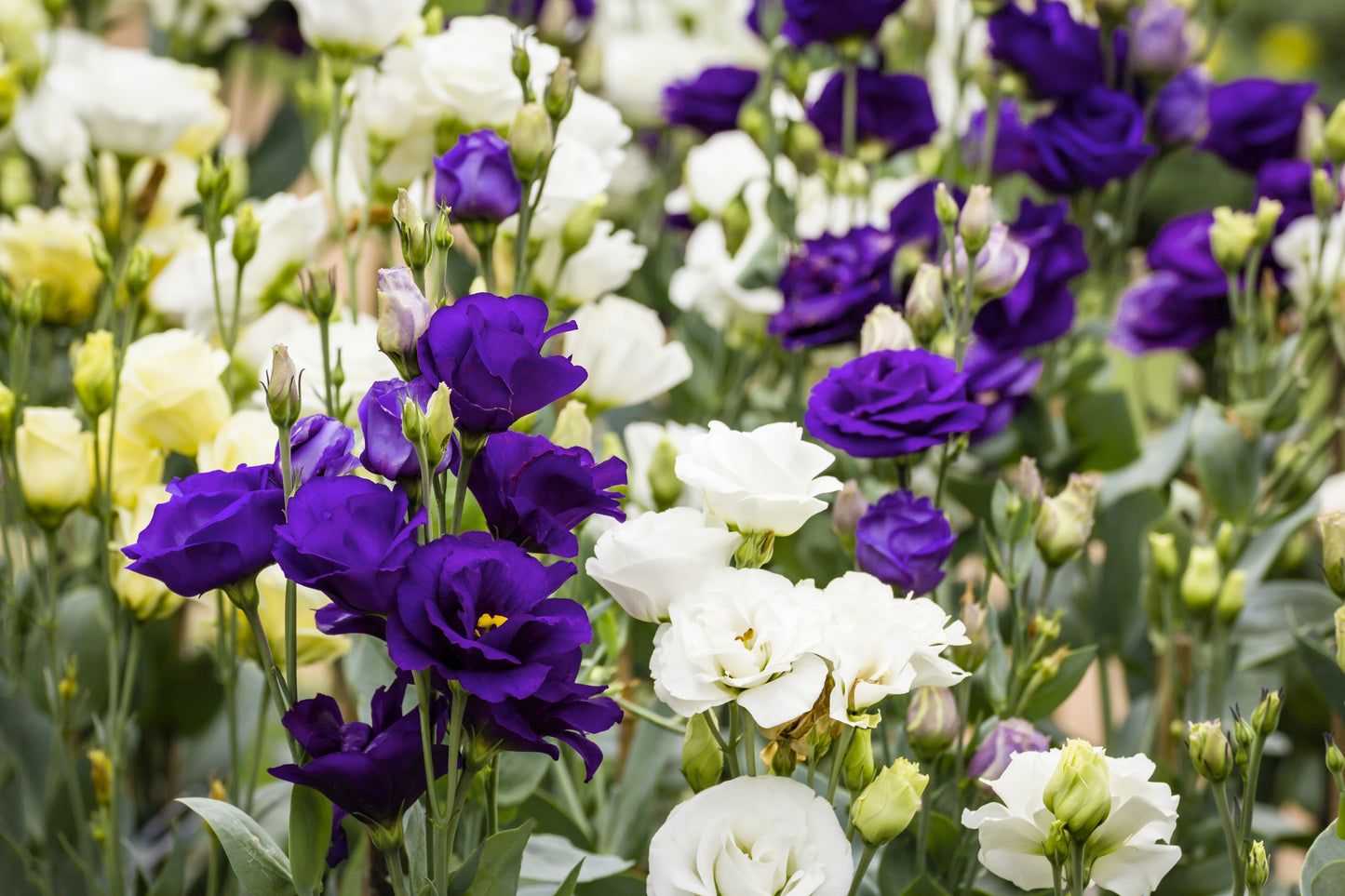 20 Mixed Colors LISIANTHUS Eustoma Grandiflorum Bluebell Gentian Flower Seeds