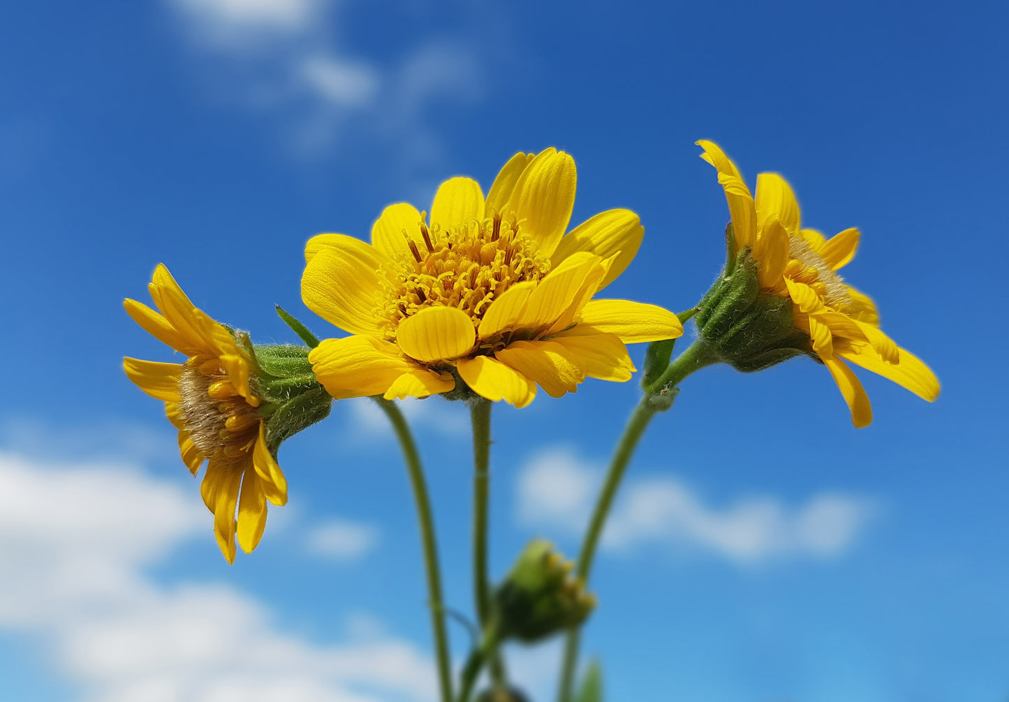 20 MEADOW ARNICA Chamissonis Silver American Native Yellow Flower Herb Seeds