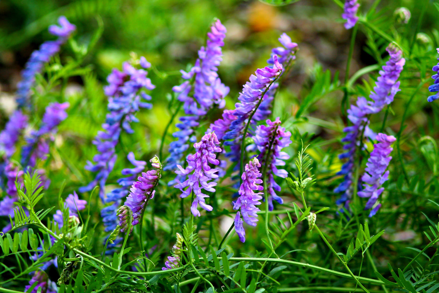 100 HAIRY CROWN VETCH (Russian Vetch) Vicia Villosa Flower Vine Seeds