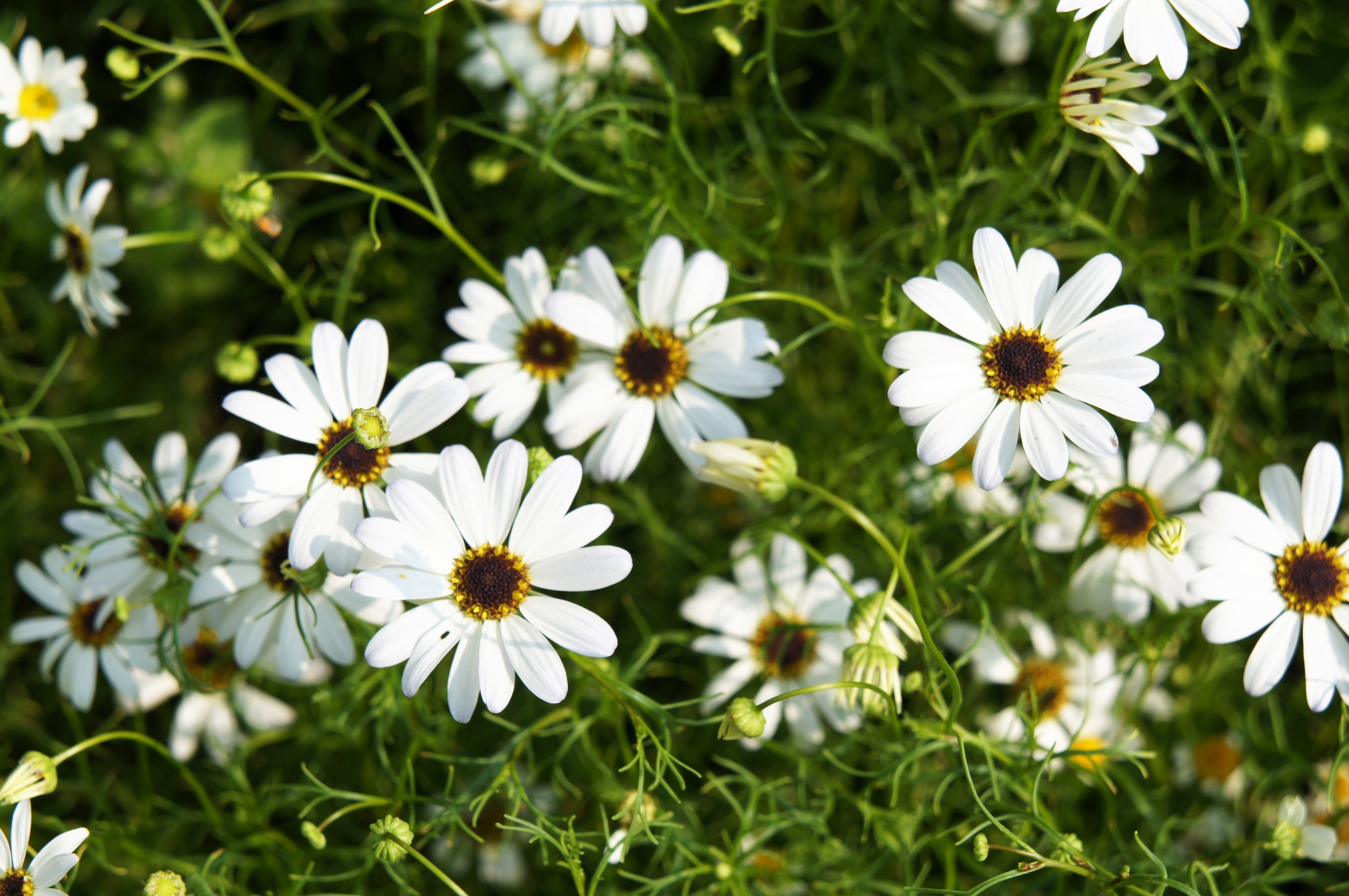 White Swan River Daisy - Thumbnail 5