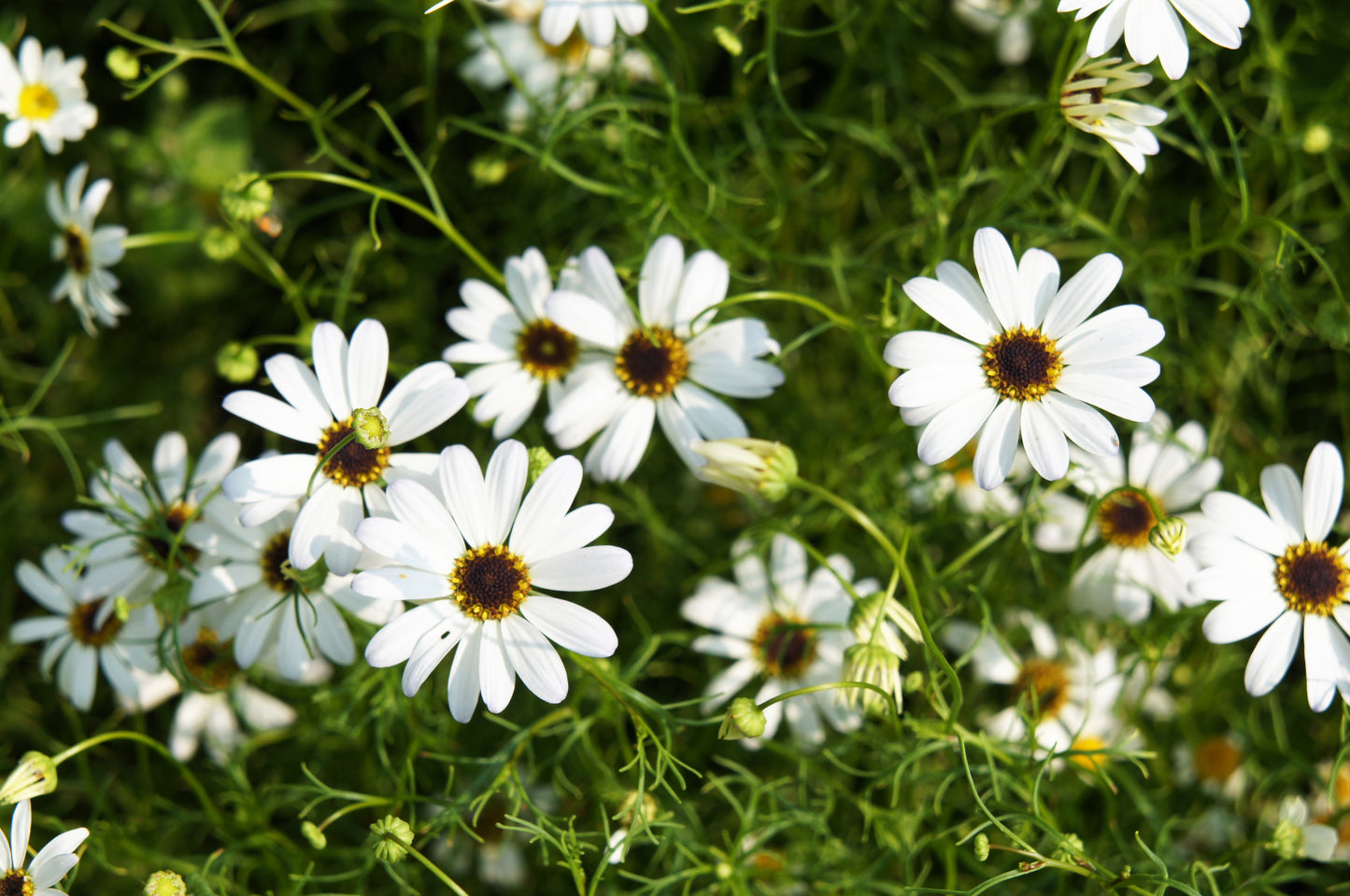 white daisy flower seeds 200 White SWAN RIVER DAISY Brachyscome Iberidifolia Flower Seeds