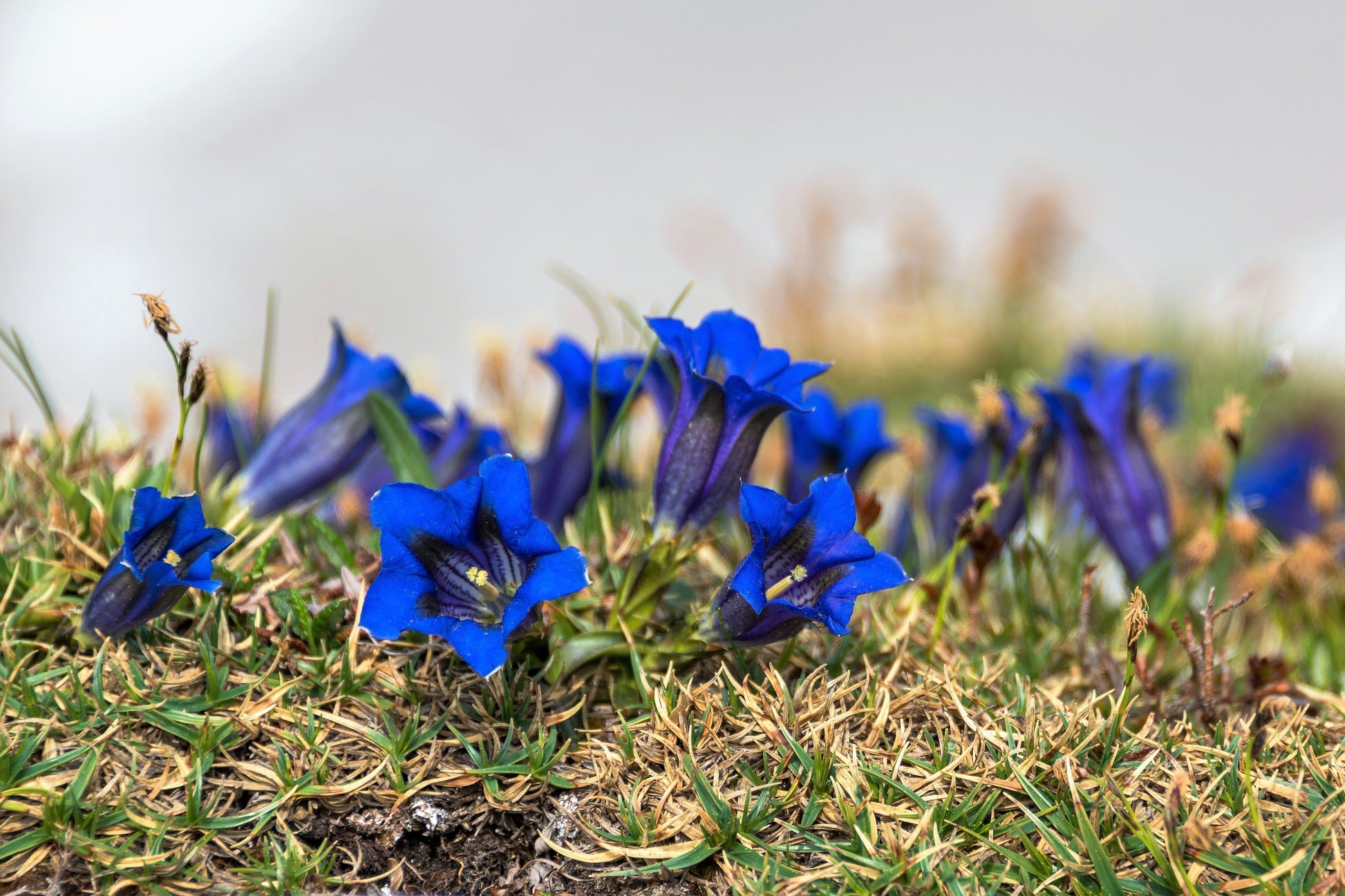 gentiana urnula succulent 15 Blue STEMLESS GENTIAN Gentiana Acaulis Kochiana Flower Seeds – Seedville USA