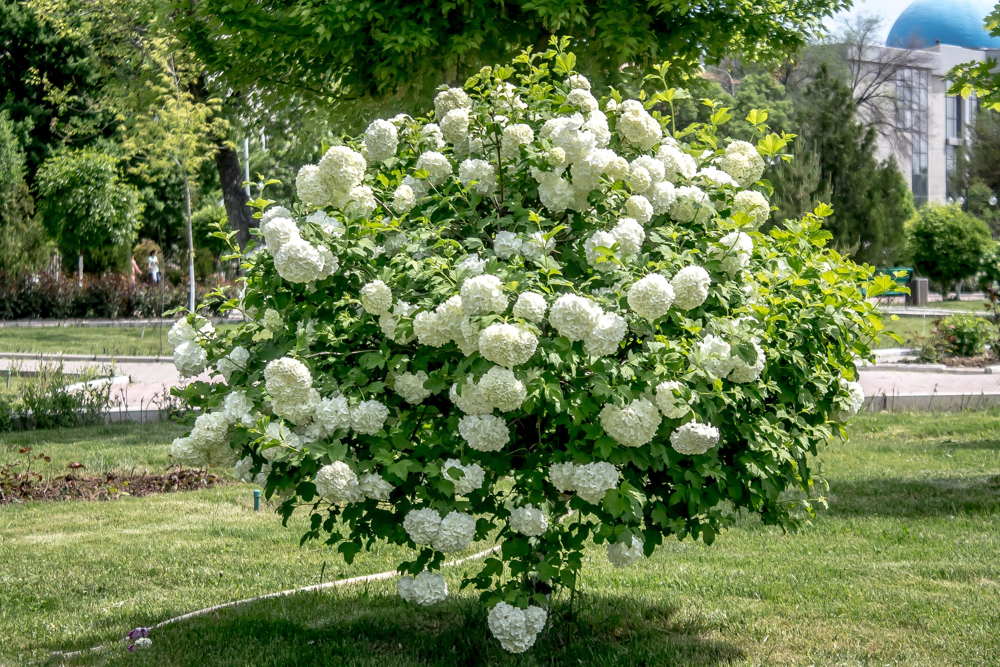 guelder rose seeds 30 EUROPEAN CRANBERRY / SNOWBALL Tree Guelder Rose Viburnum Opulus Red Fruit White Flower Seeds