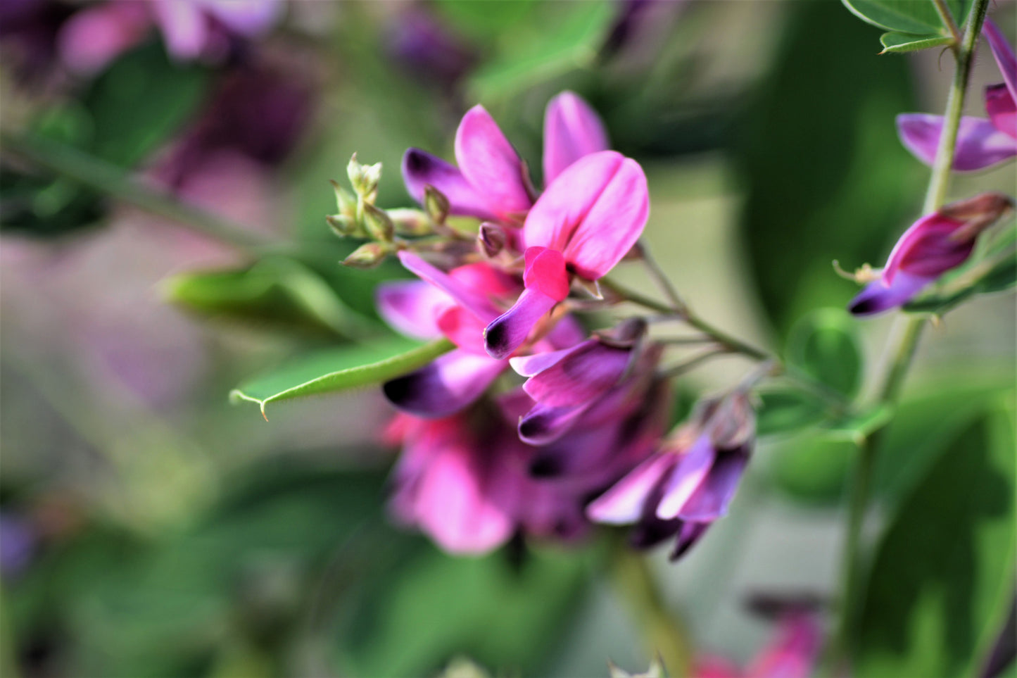 100 SLENDER BUSH CLOVER Lespedeza Virginica Bushclover Native Shrub Pink Purple Flower Legume Seeds