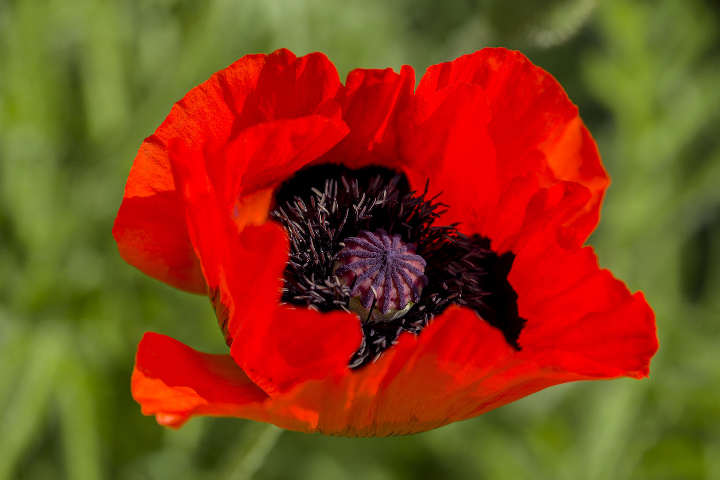 100 RED TURKISH POPPY Heirloom Papaver Somniferum Flower Seeds