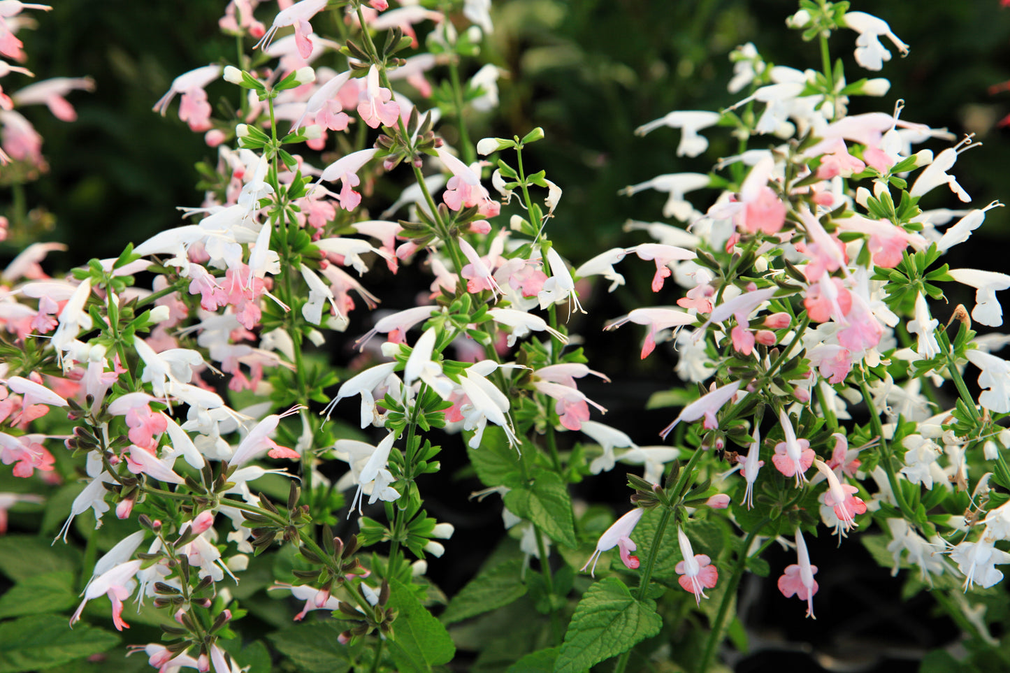 30 CORAL NYMPH SALVIA Coccinea Hummingbird Sage Flower Seeds