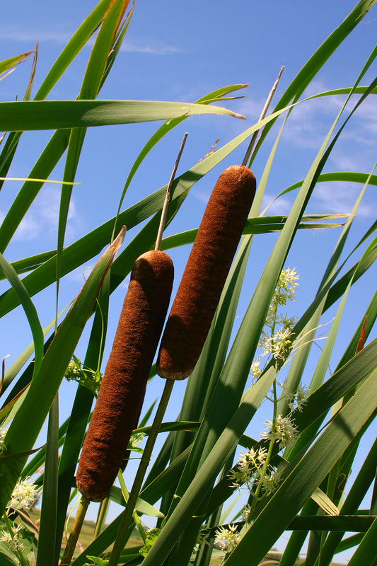 50 CATTAILS Cat Tails Typha Latifolia Water Pond Grass Flower Seeds