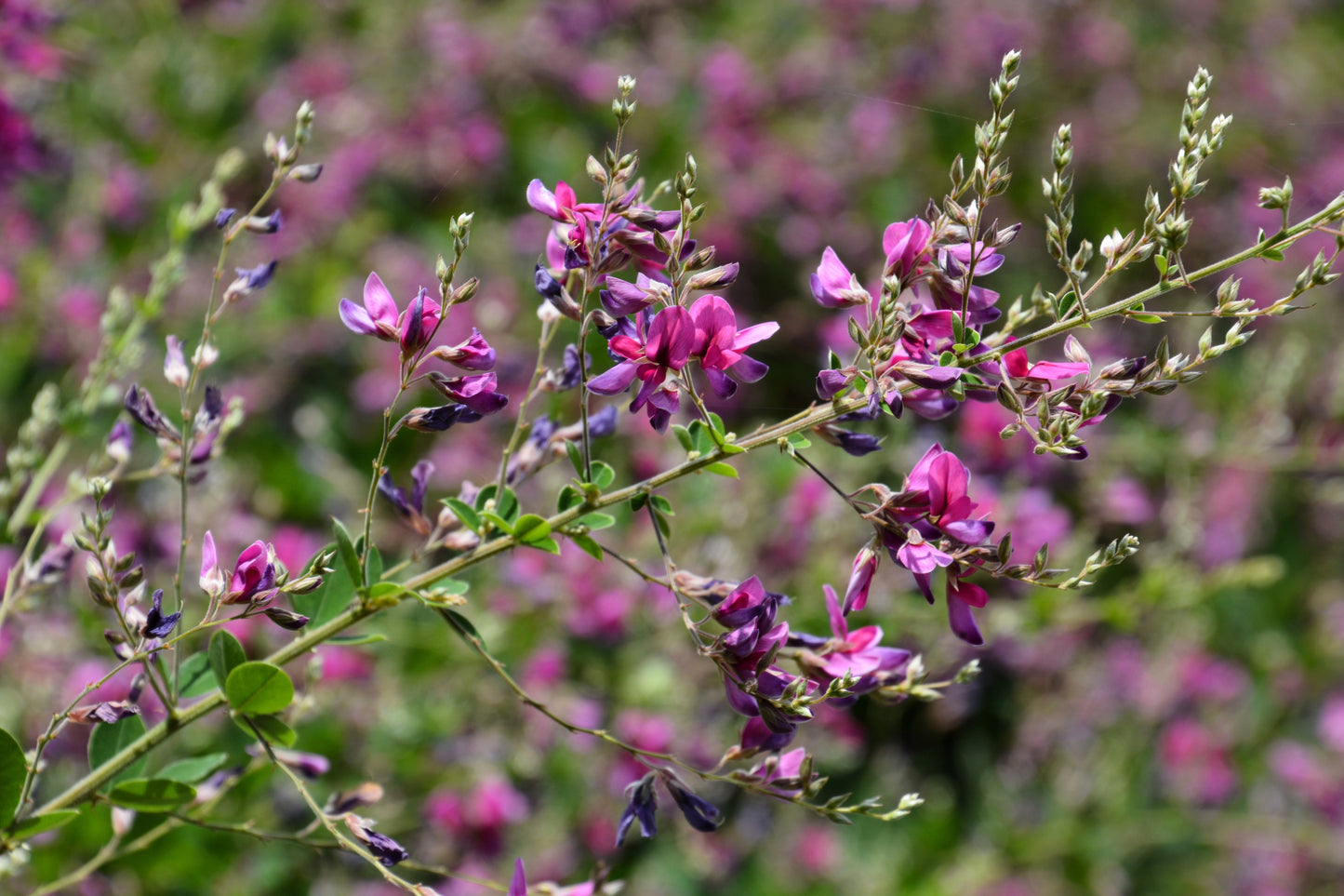 100 SLENDER BUSH CLOVER Lespedeza Virginica Bushclover Native Shrub Pink Purple Flower Legume Seeds