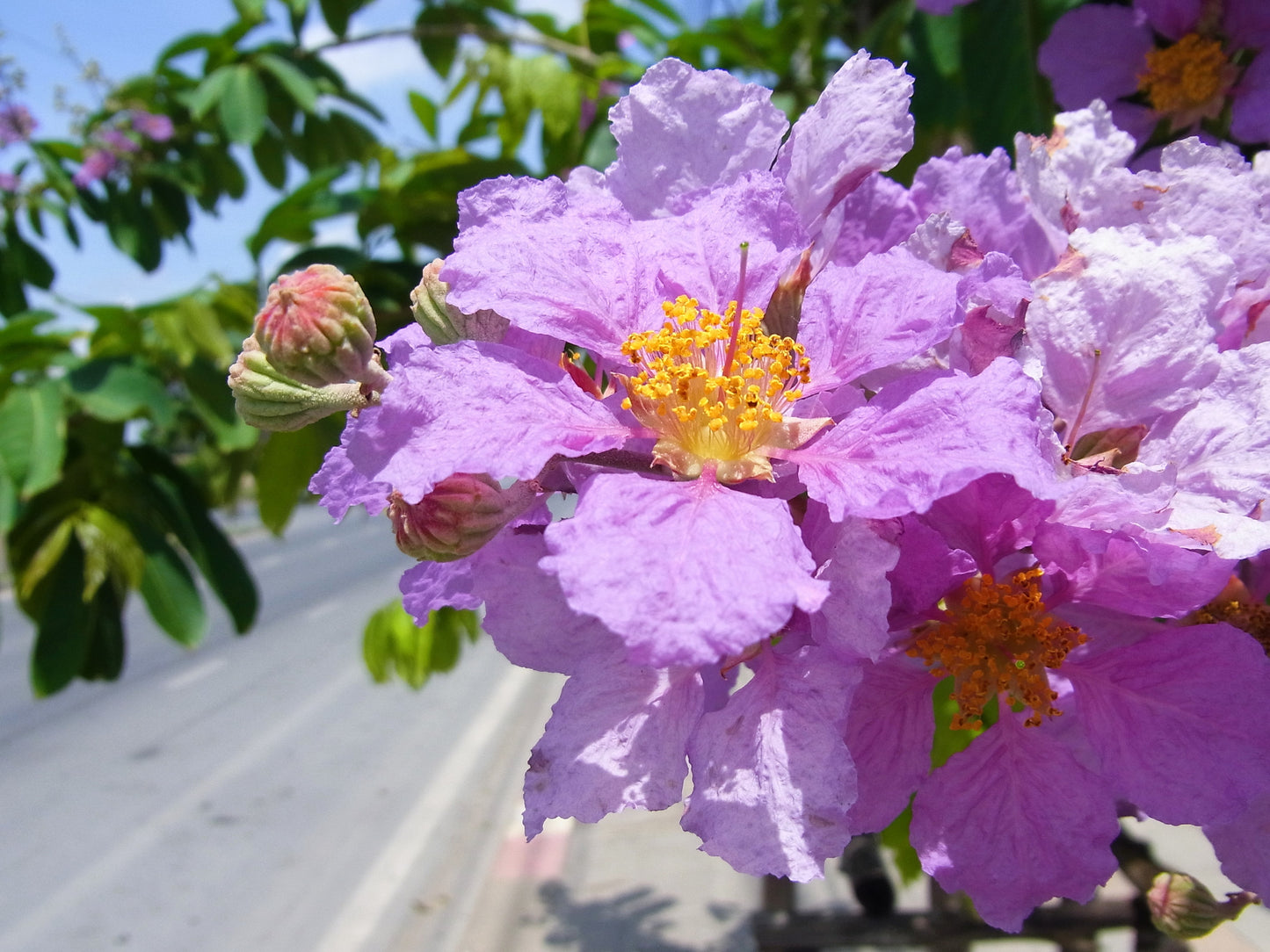 35 LILAC Light Purple CREPE MYRTLE Lagerstroemia Indica Flowering Shrub Bush Small Tree Seeds